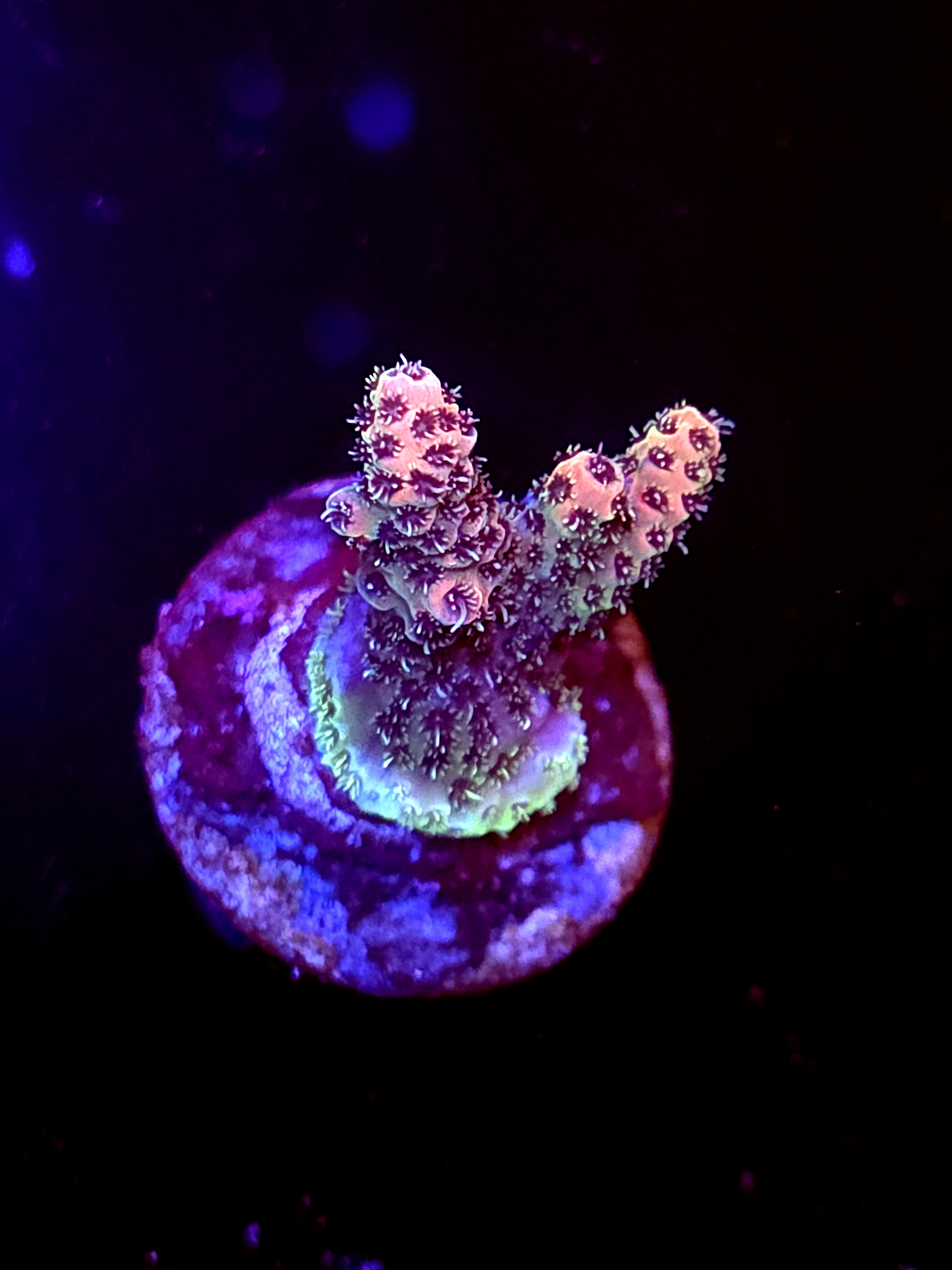 SBB "Mystery Signature" Acro Small 2 Branch