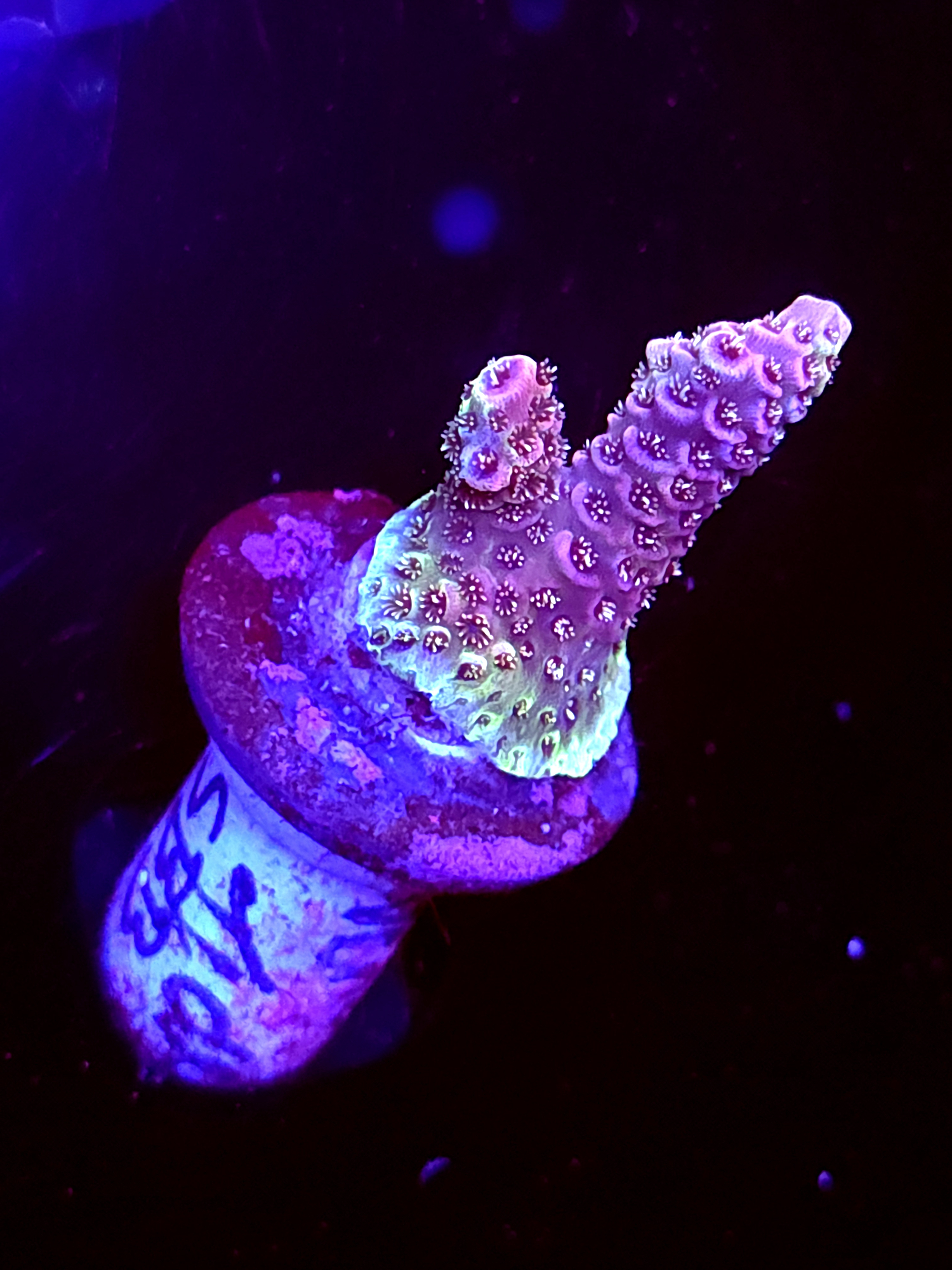 SBB "Venom Tide" Acro Small 2 Branch