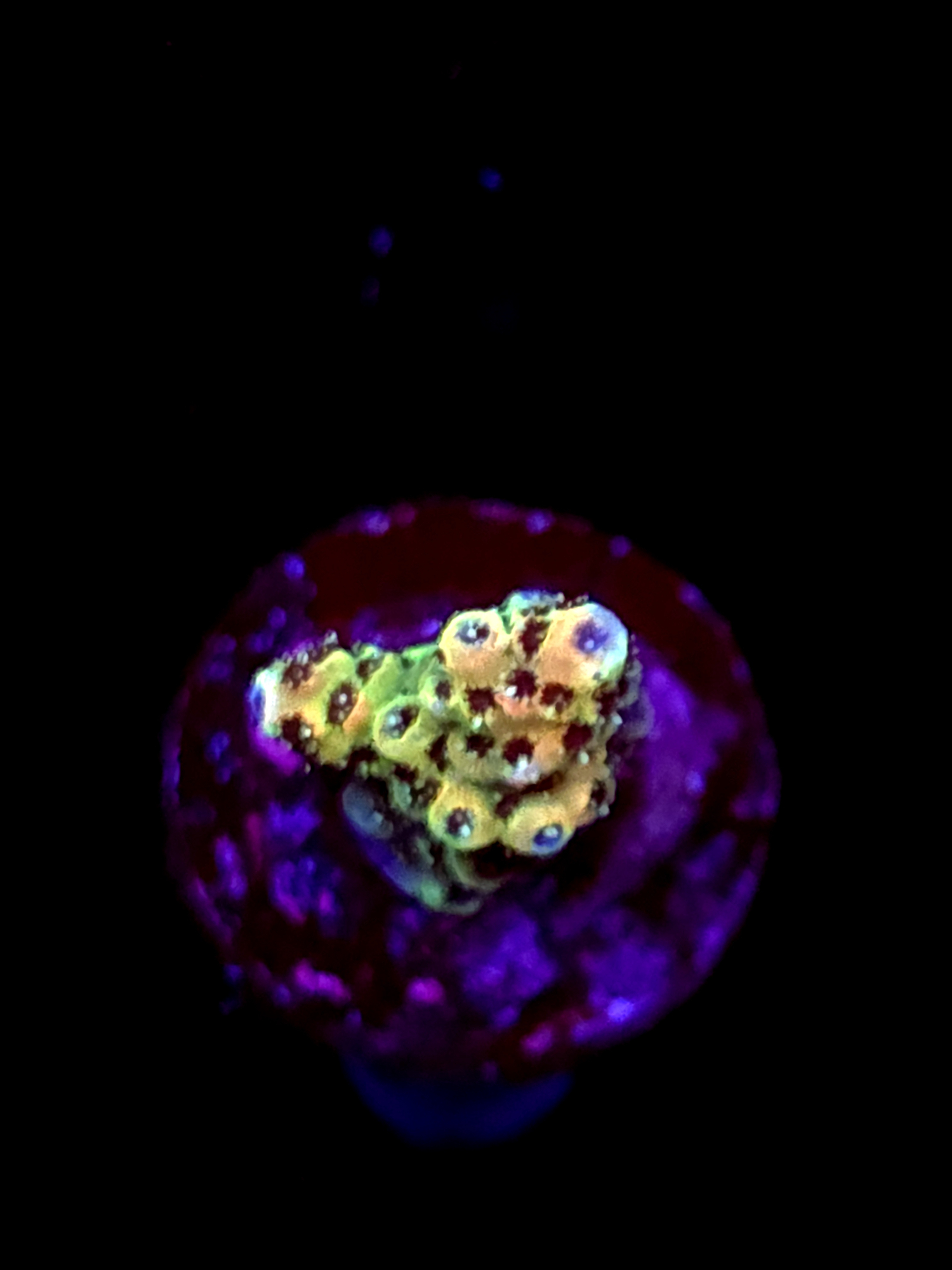 SBB "Mystery Signature" Acro Small Branch