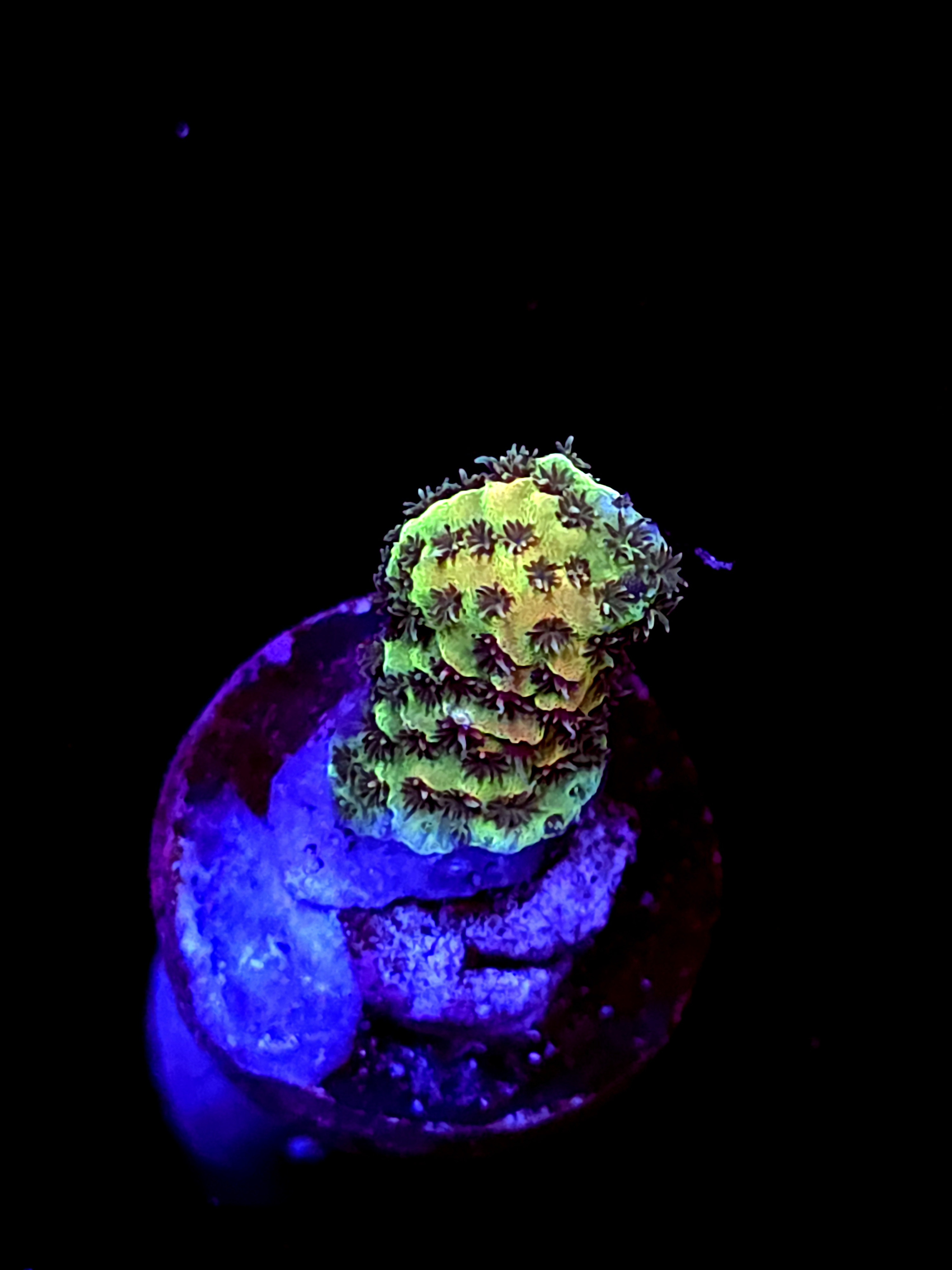 SBB "Red Vortex" Acro Small Branch