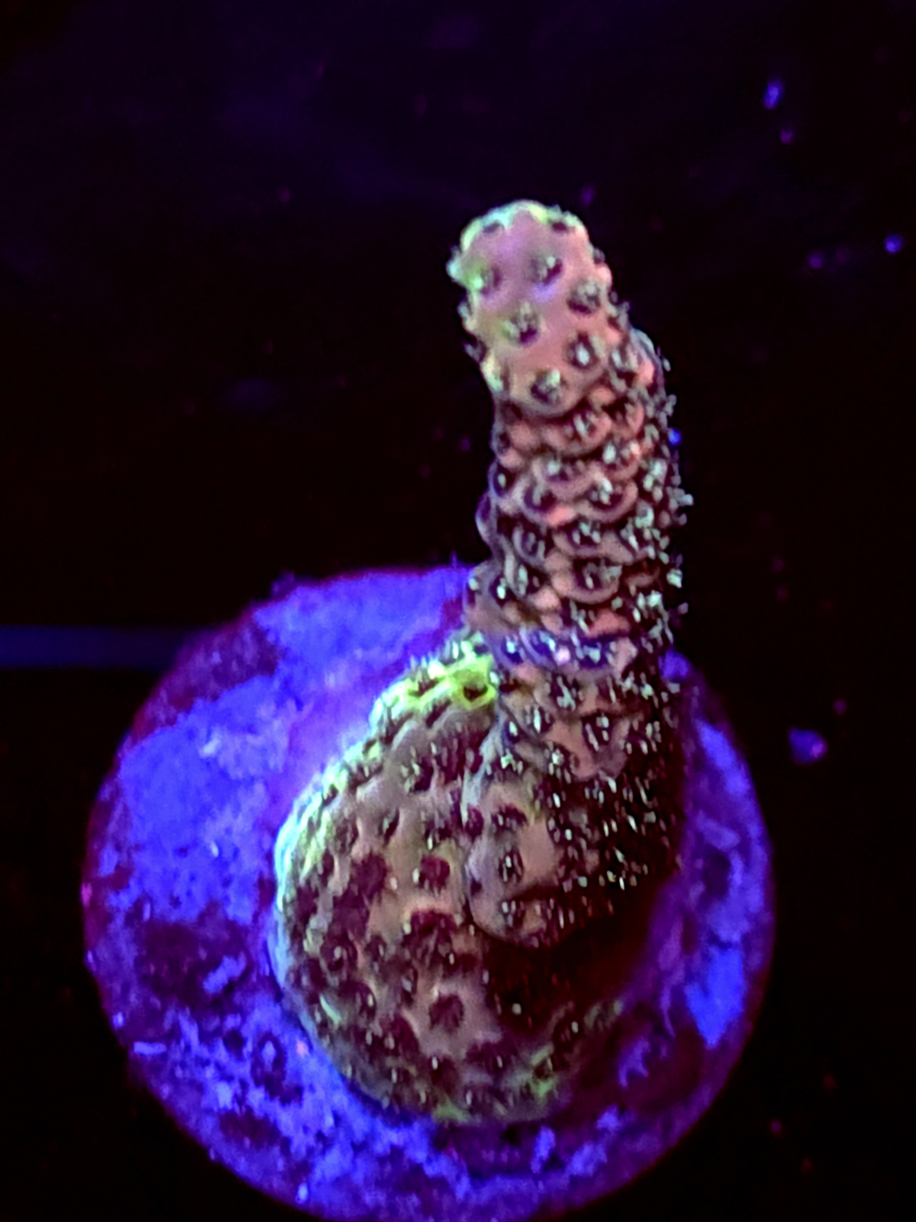 SBB "Cosmic Fizz" Acr Medium Branch