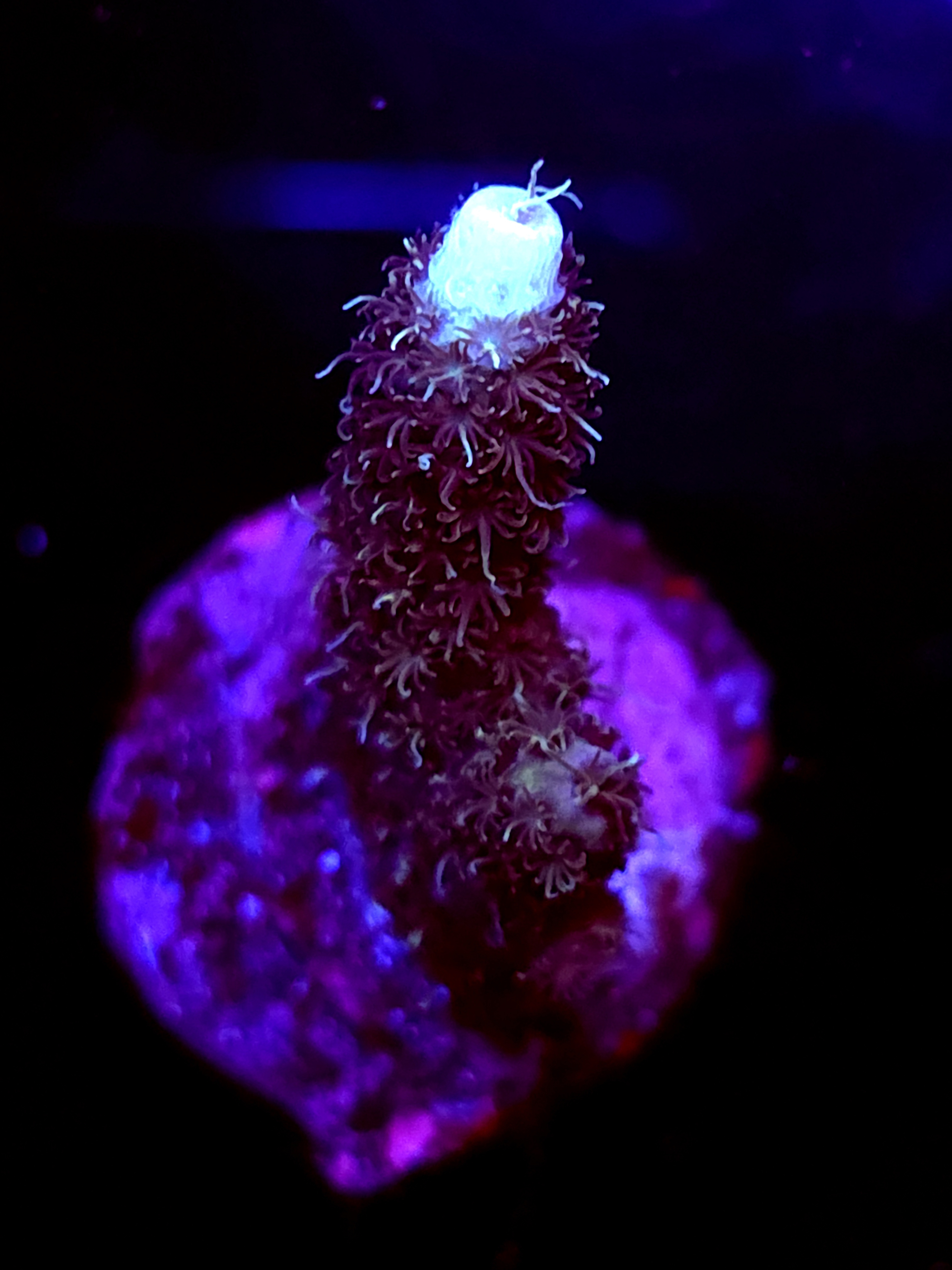 SBB "Shadow Blade" Acro Medium 2 Branch