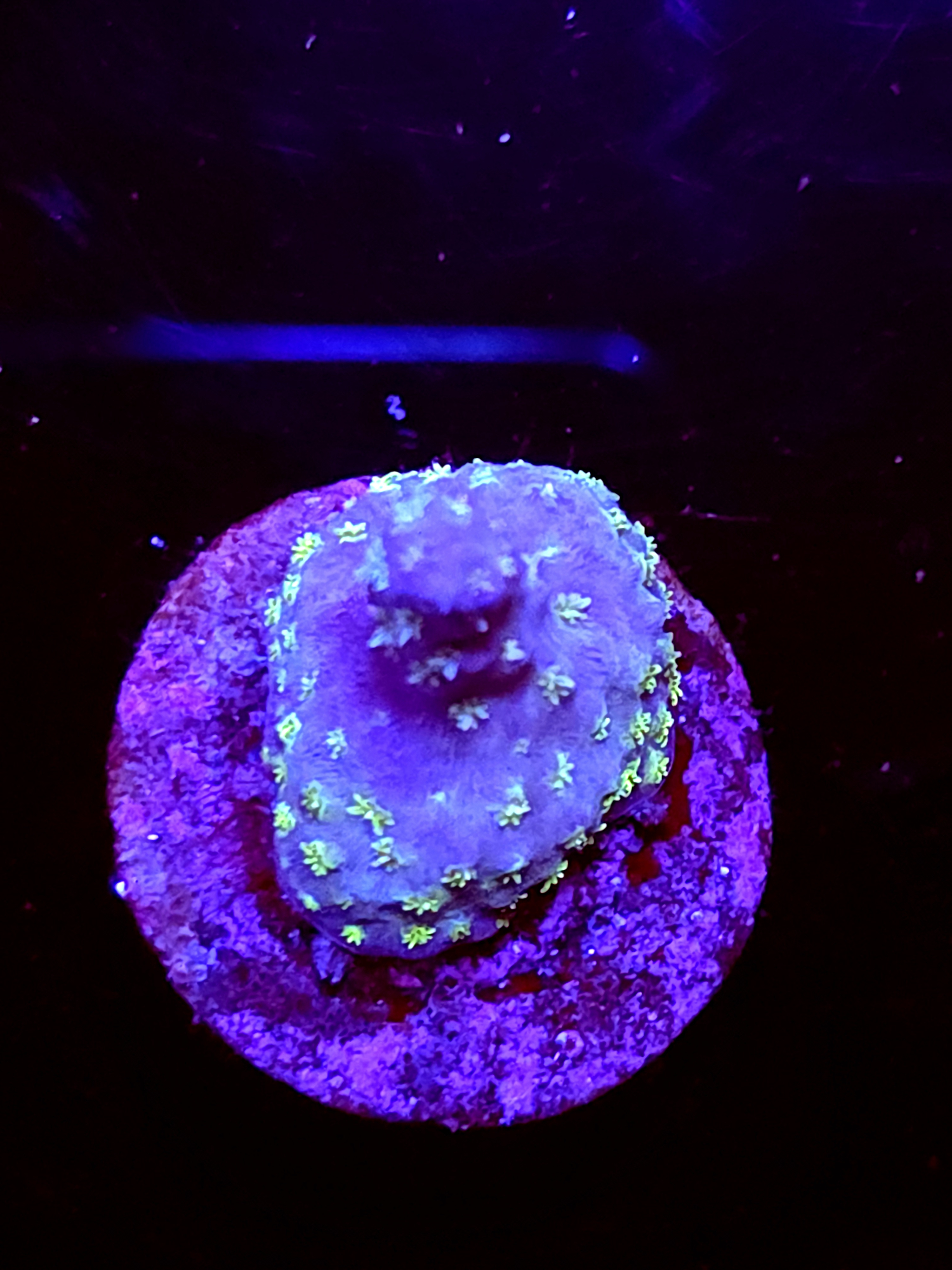 SBB "Mystery Signature" Acro Small Crusted