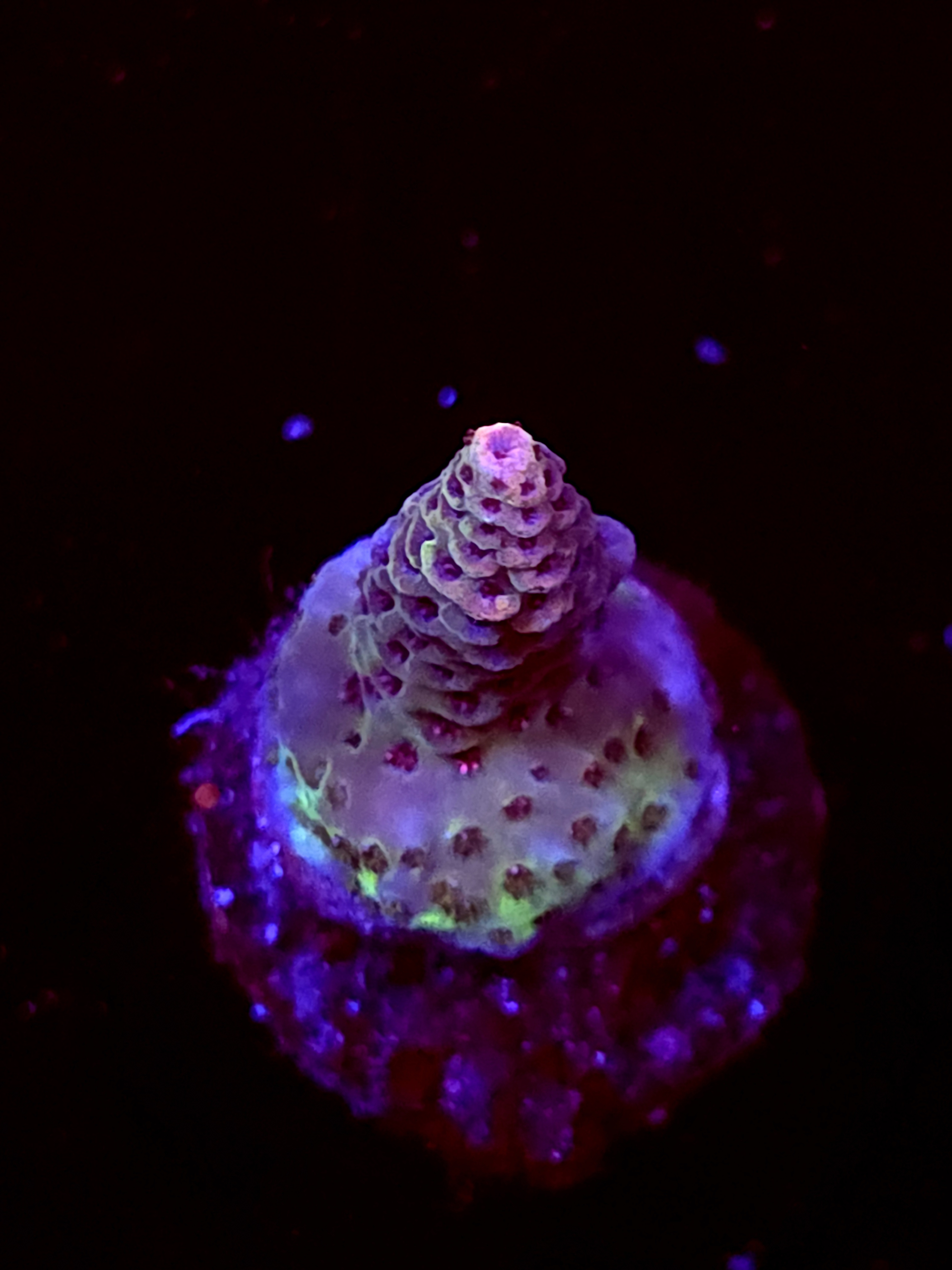 SBB "Cherry Burst" Acro Small Crusted