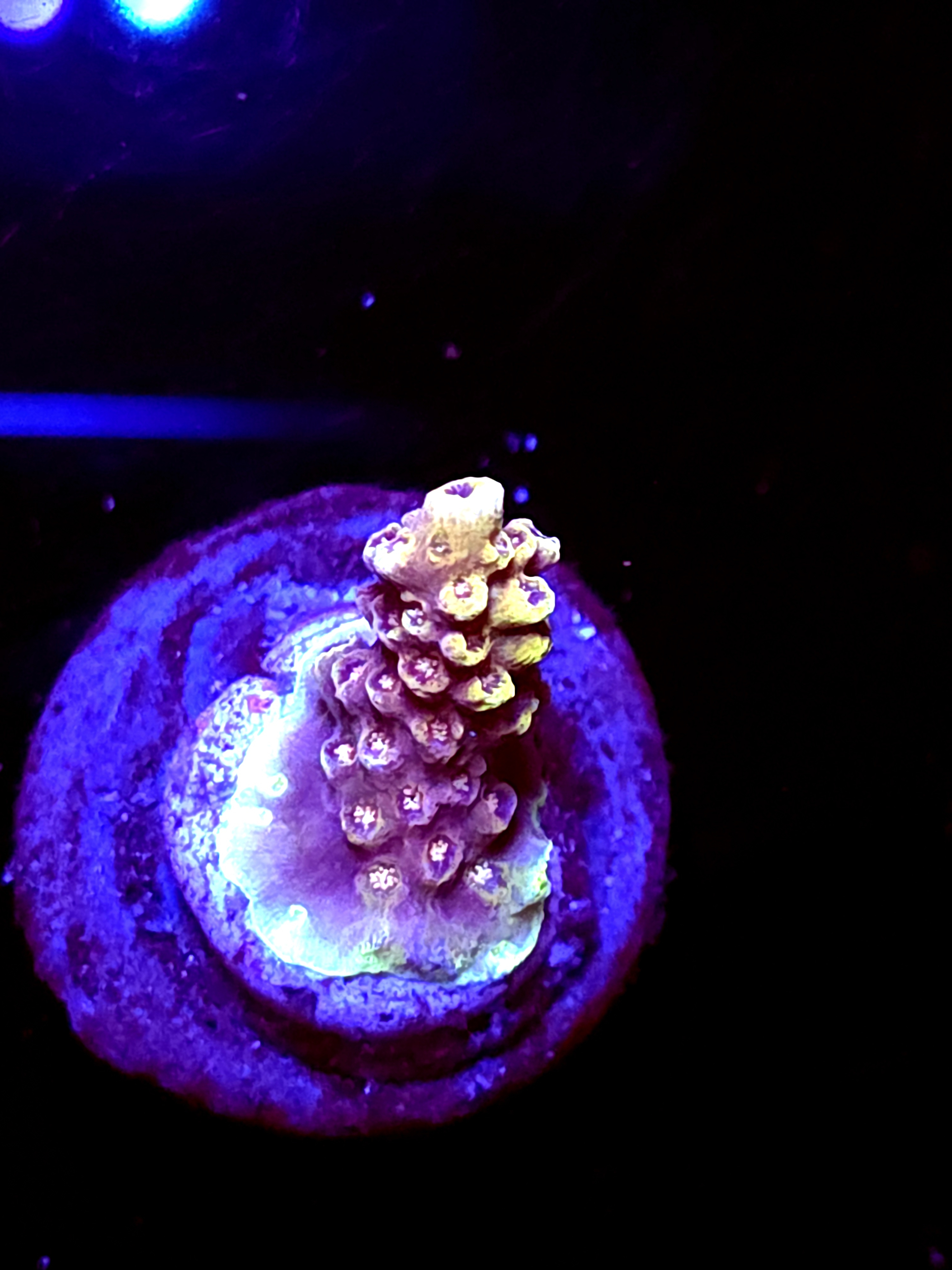 SBB "Aqua Lash" Acro Small Branch