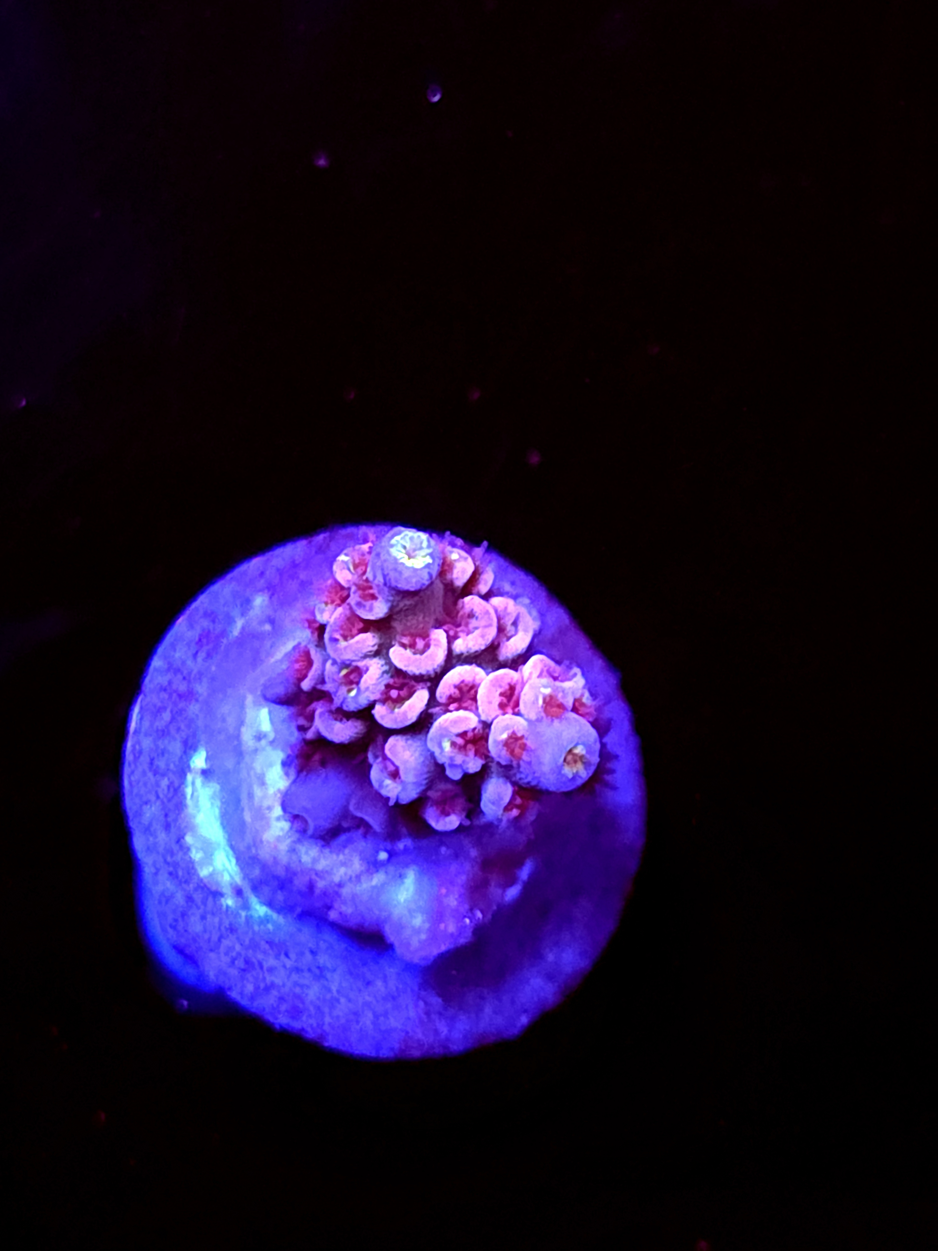 SBB "Mini Mouse" Acro Small Chunk