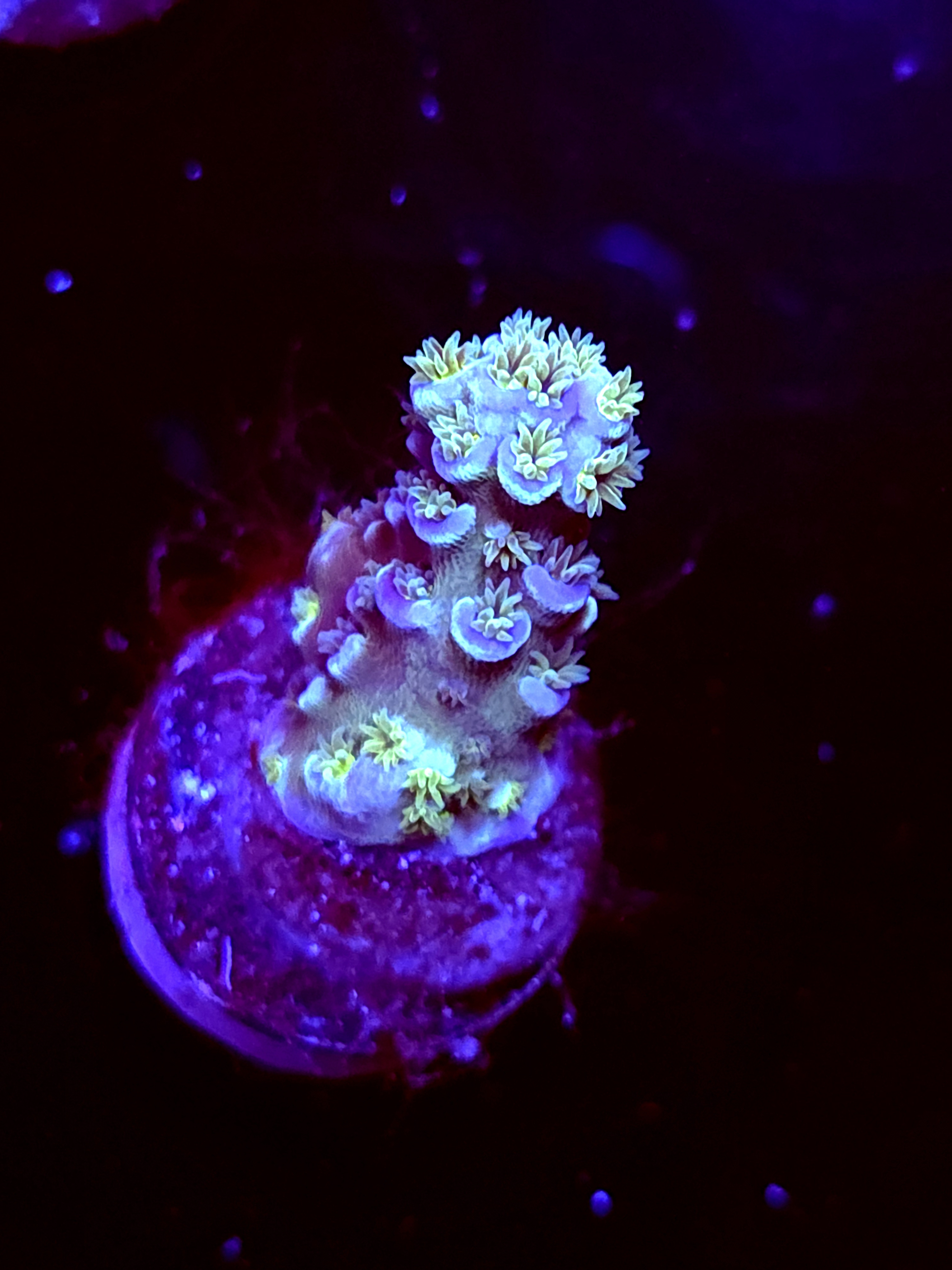 SBB "Flux Born" Acro Small Branch