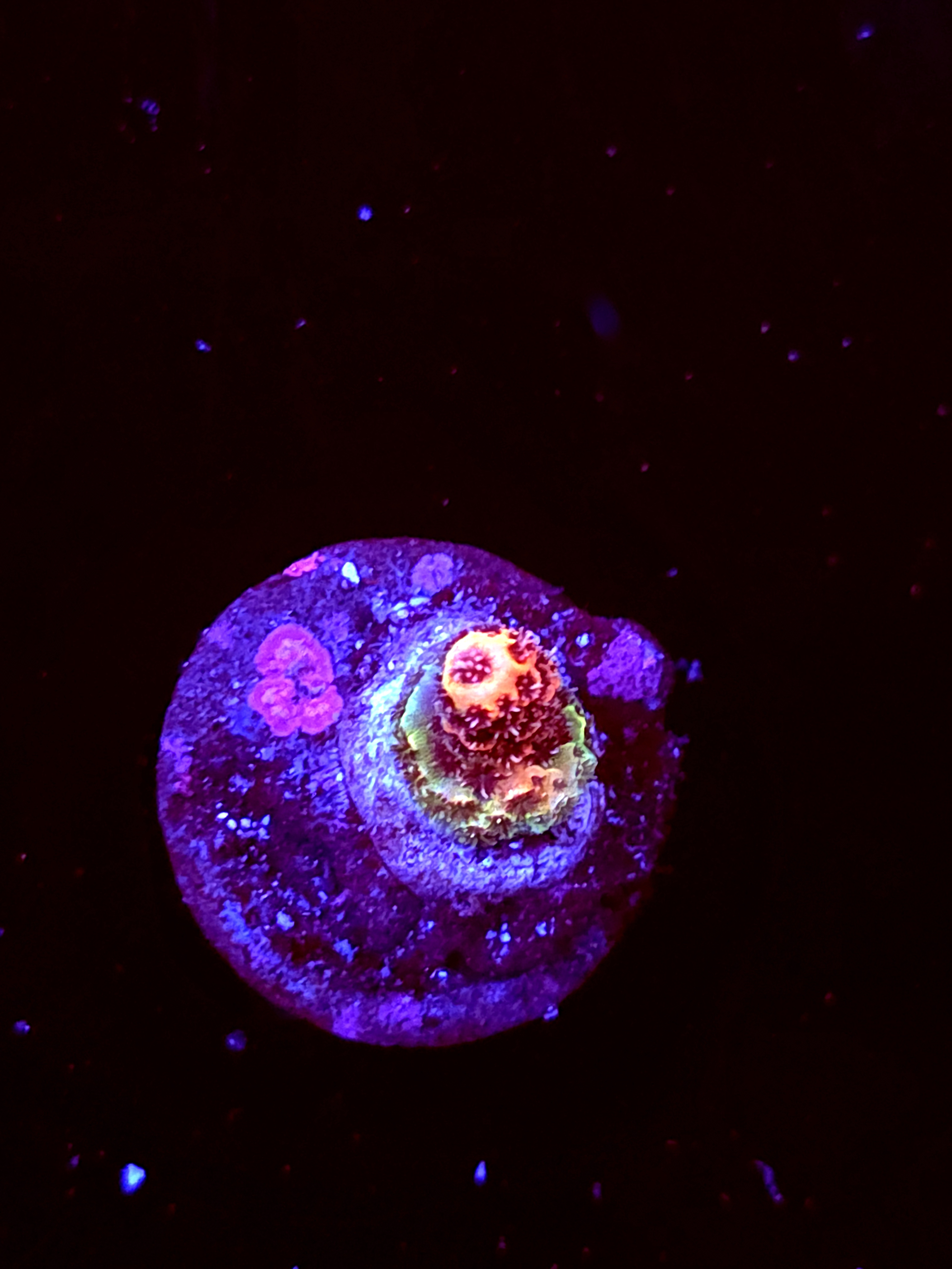 SBB "Mystery Signature" Acro Tiny Branch