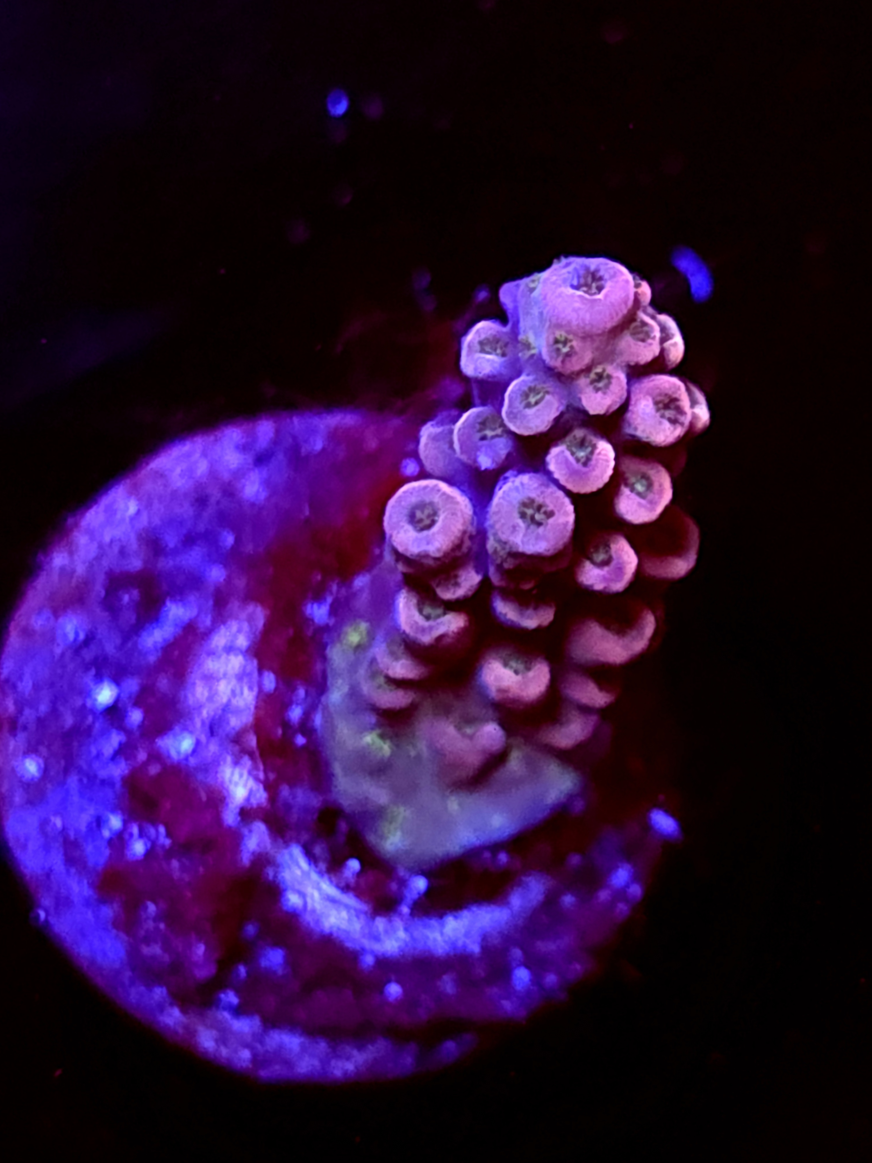 SBB "Solar Gaze" Acro Small Branch