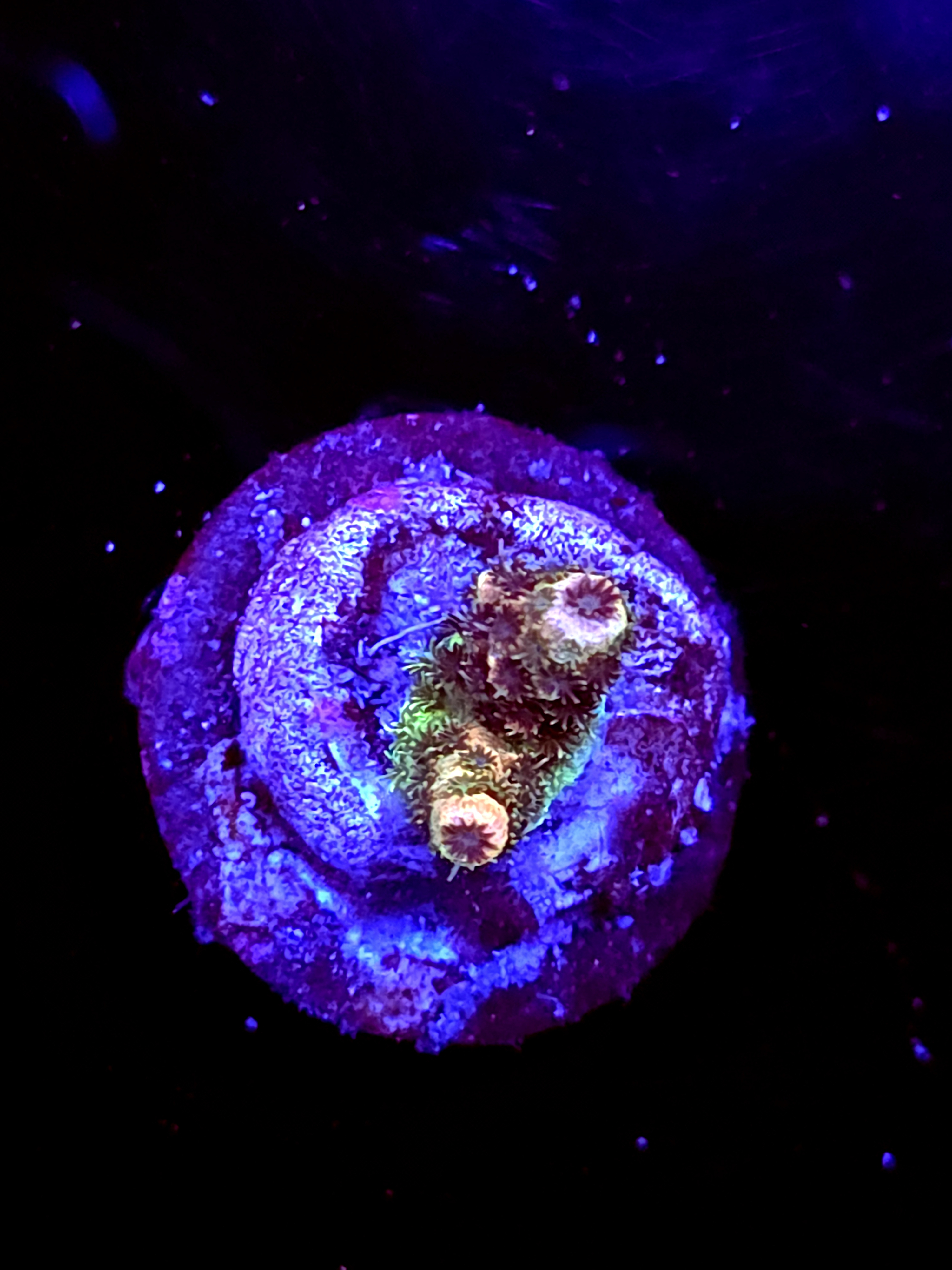 SBB "Kelp Shard" Acro Tiny 2 Branch