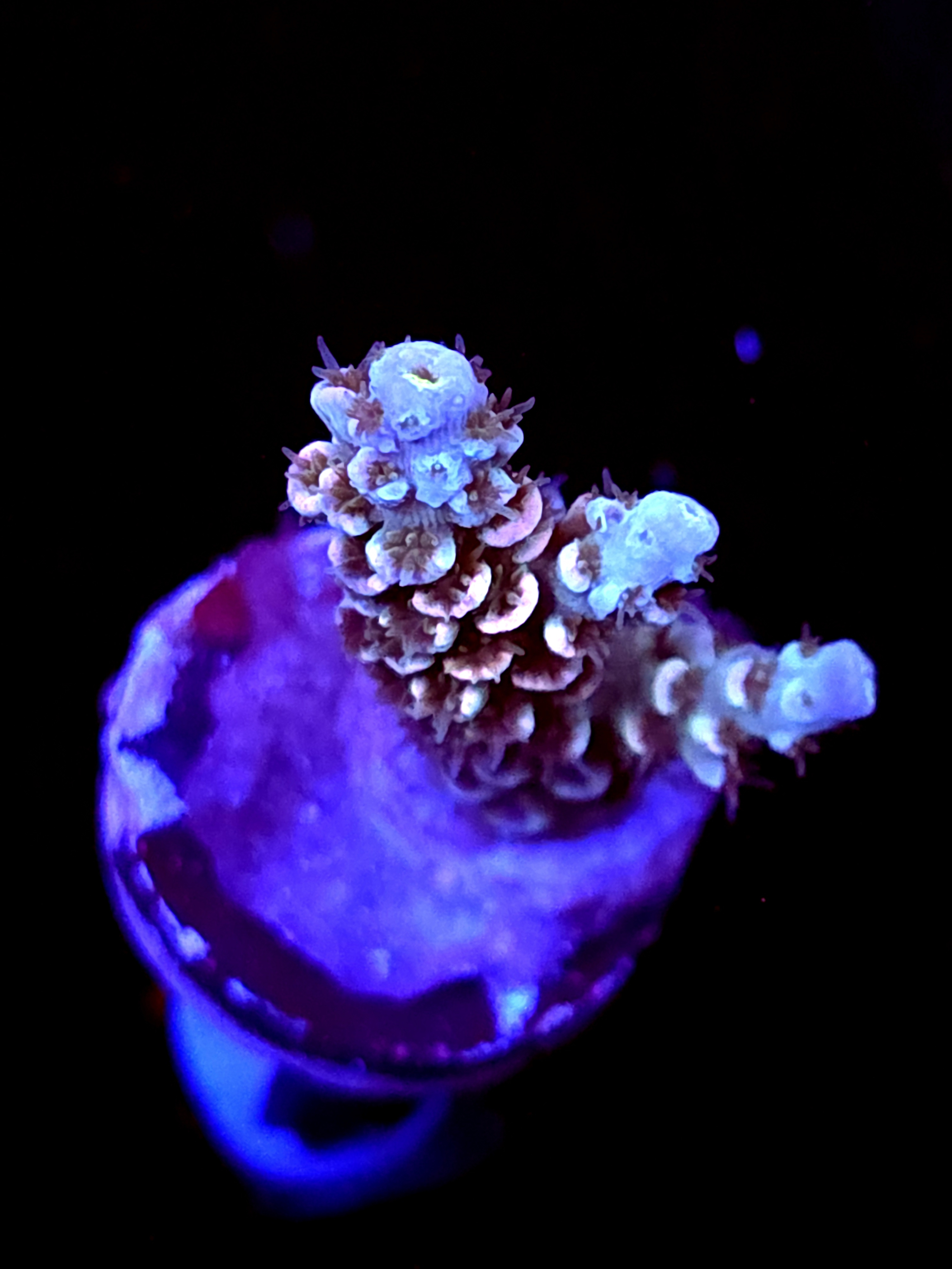 SBB "Bambi" Acro Medium 2 Branch