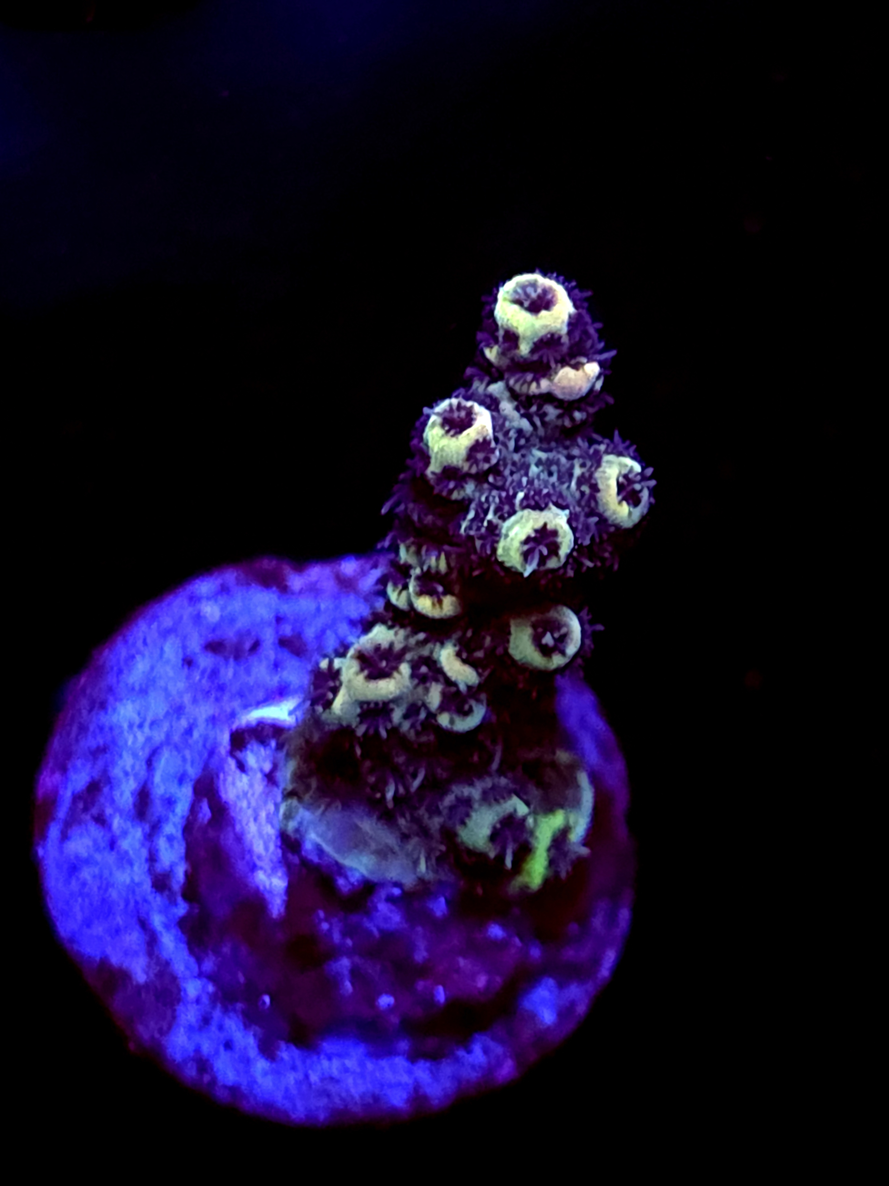 SBB "Meteor Burst" Acro Medium Branch