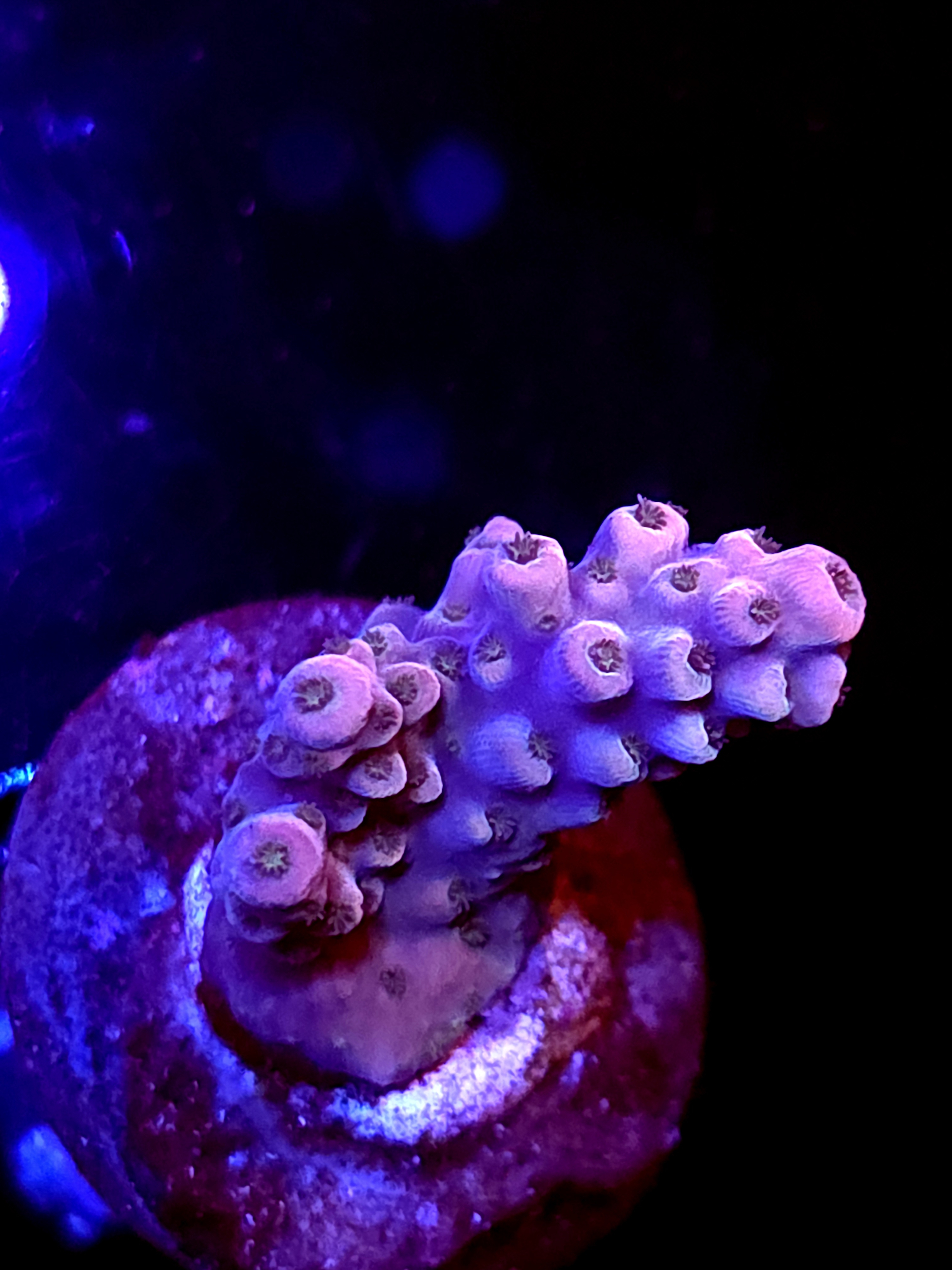 SBB "Mystery Signature" Acro Small Chunky