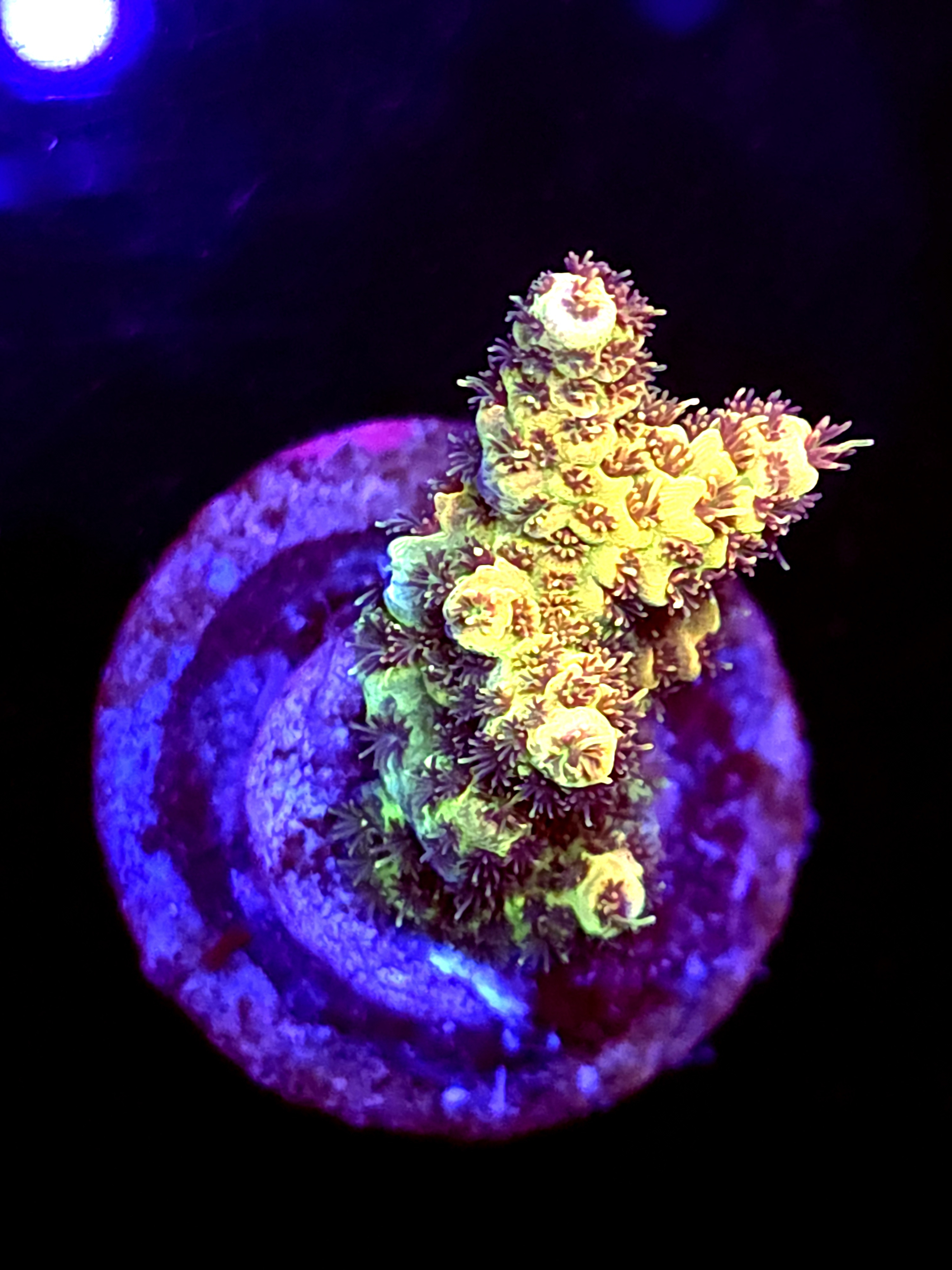 SBB "Surf Mist" Acro Small Branch