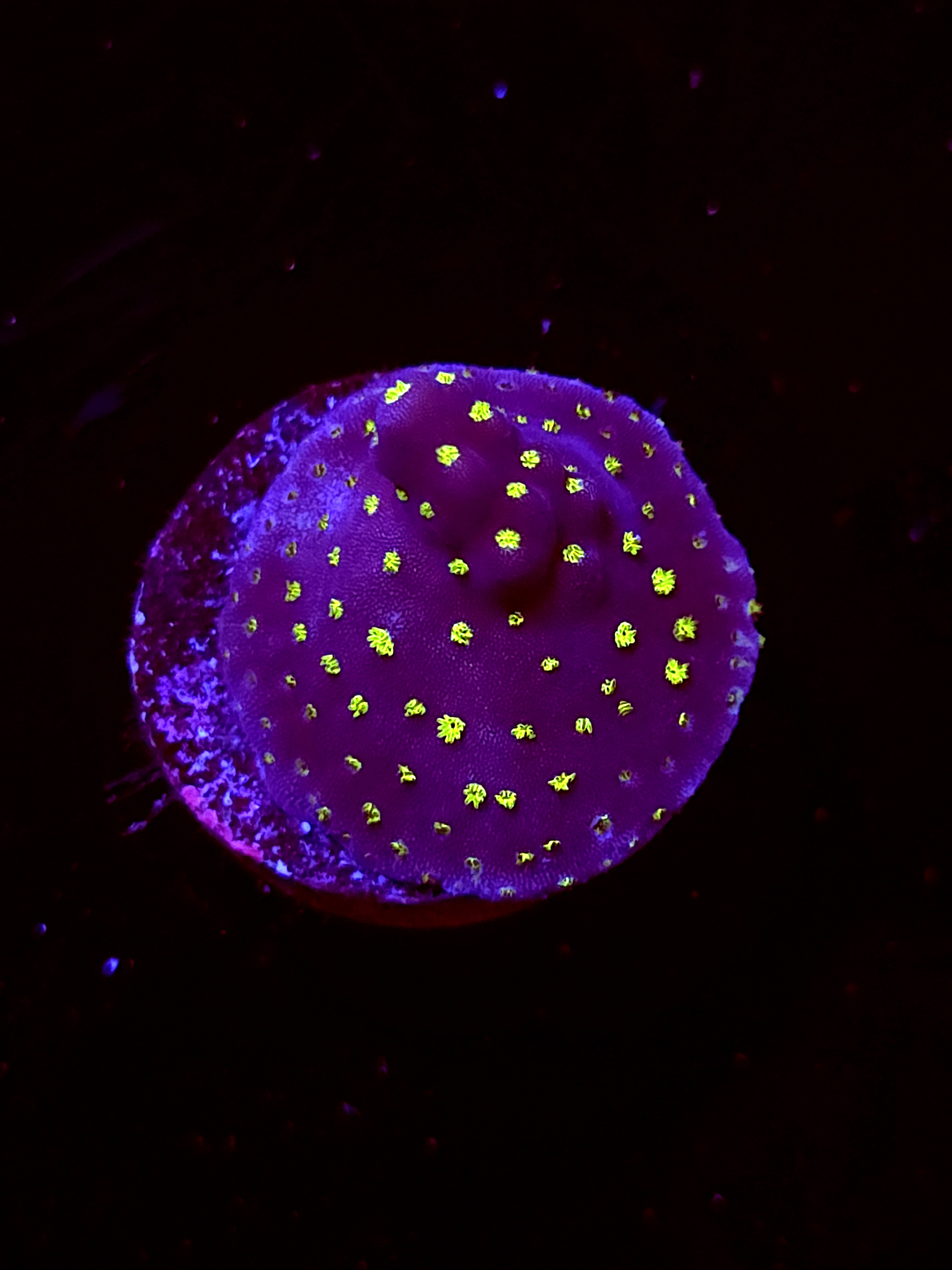 SBB "No Name" Acro Fully Crusted Booger