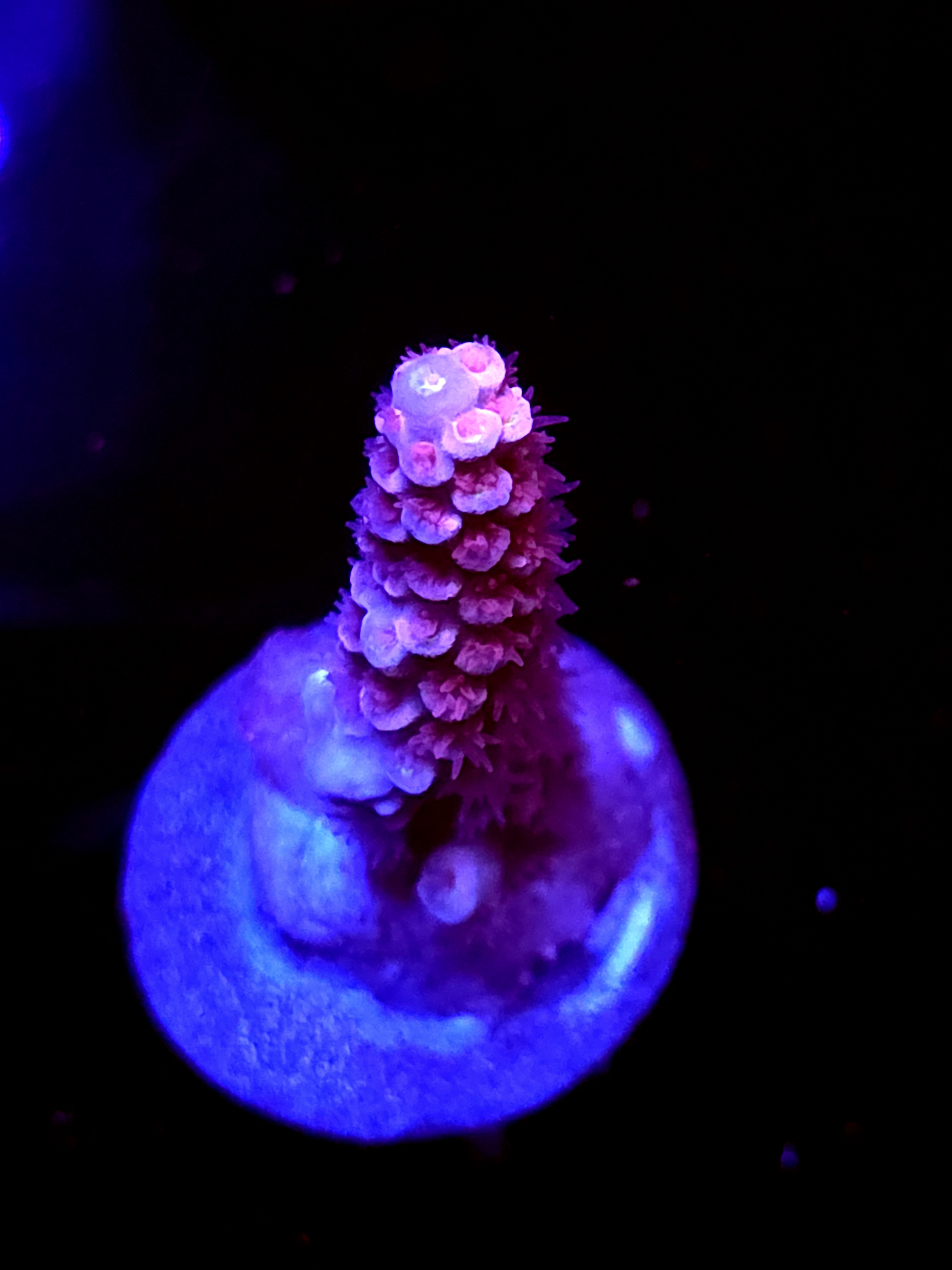 SBB "Mini Mouse" Acro Branch