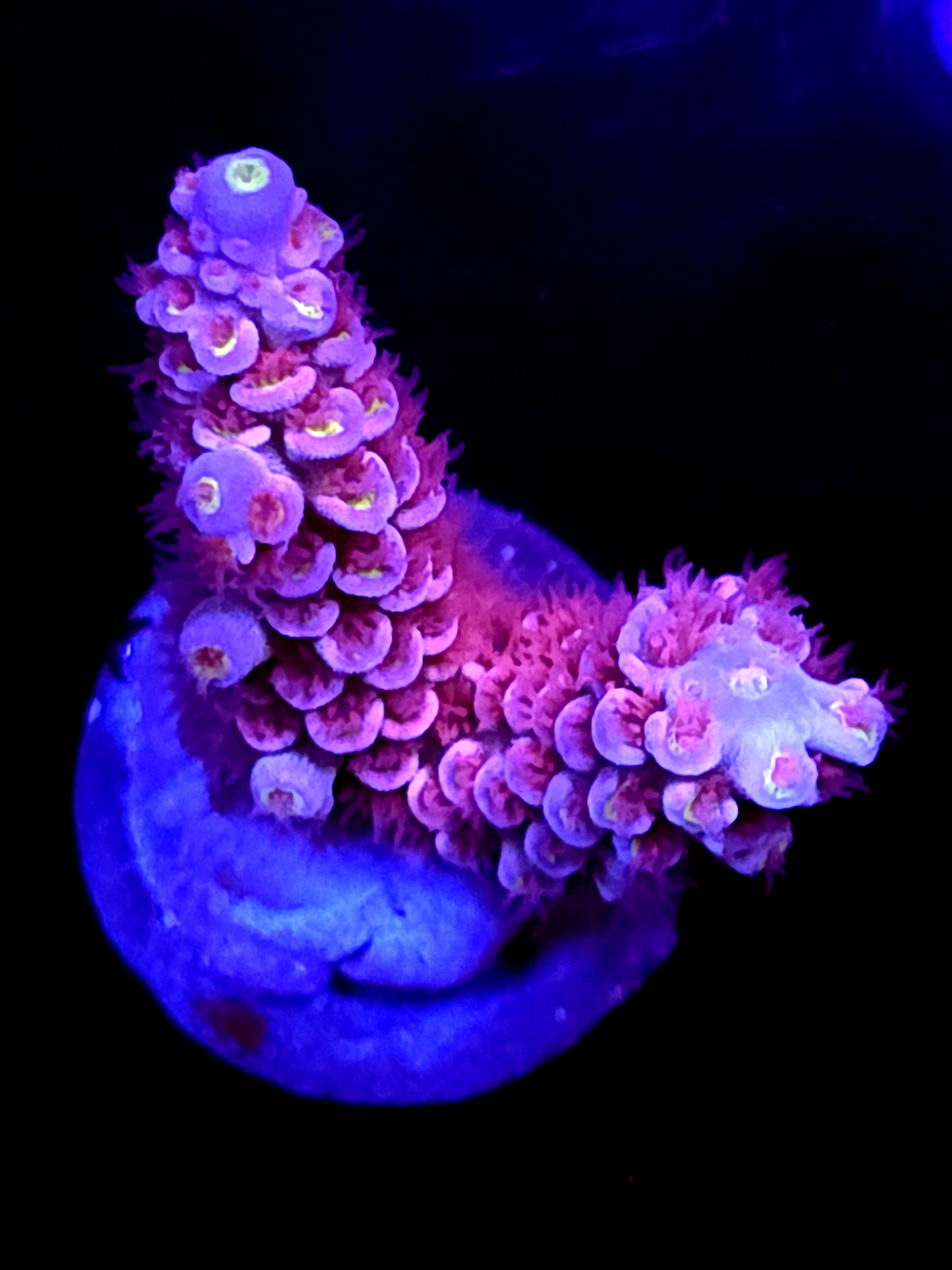 SBB "Mini Mouse" Acro Medium 2 Branch