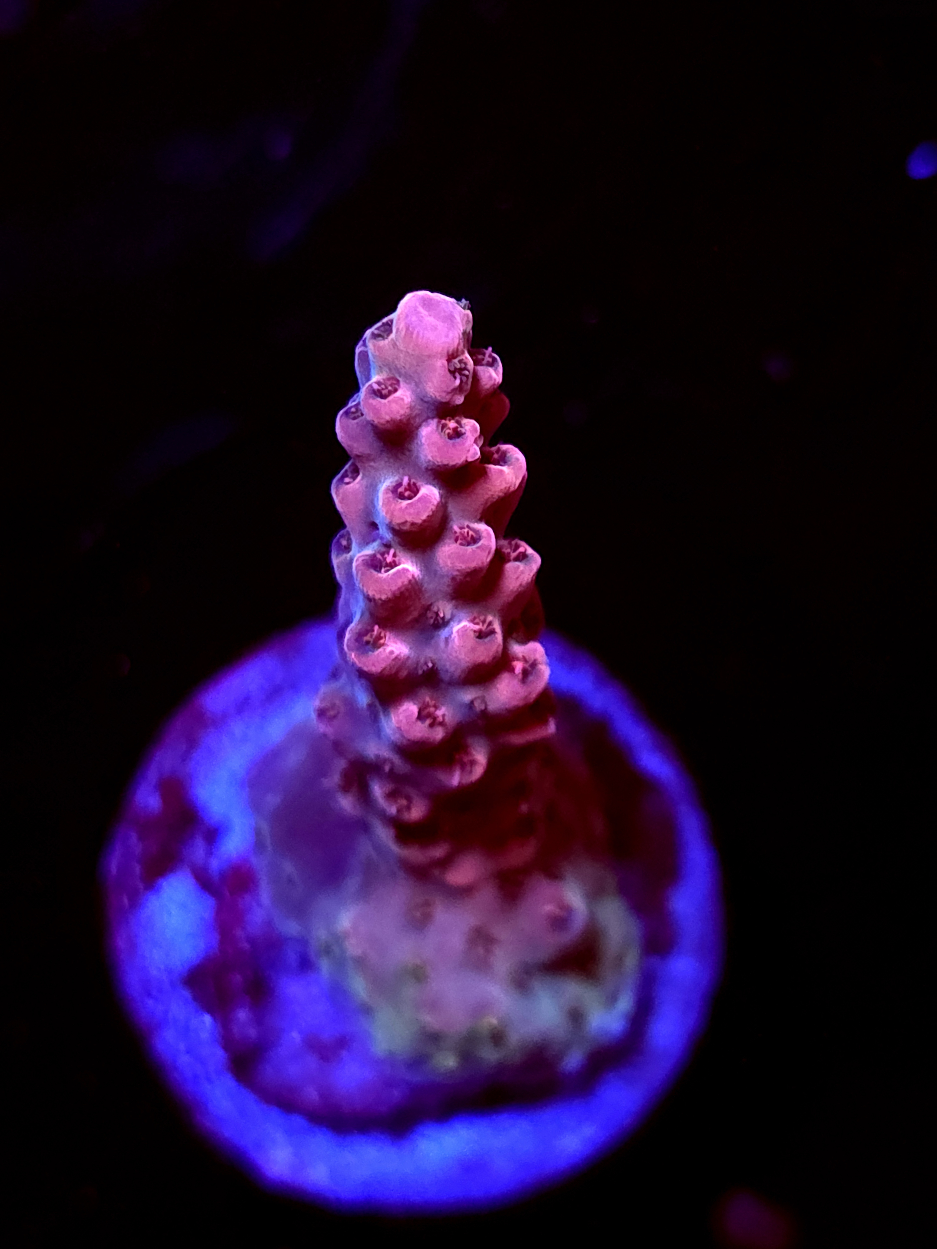 SBB "Solar Gaze" Acro Medium Branch