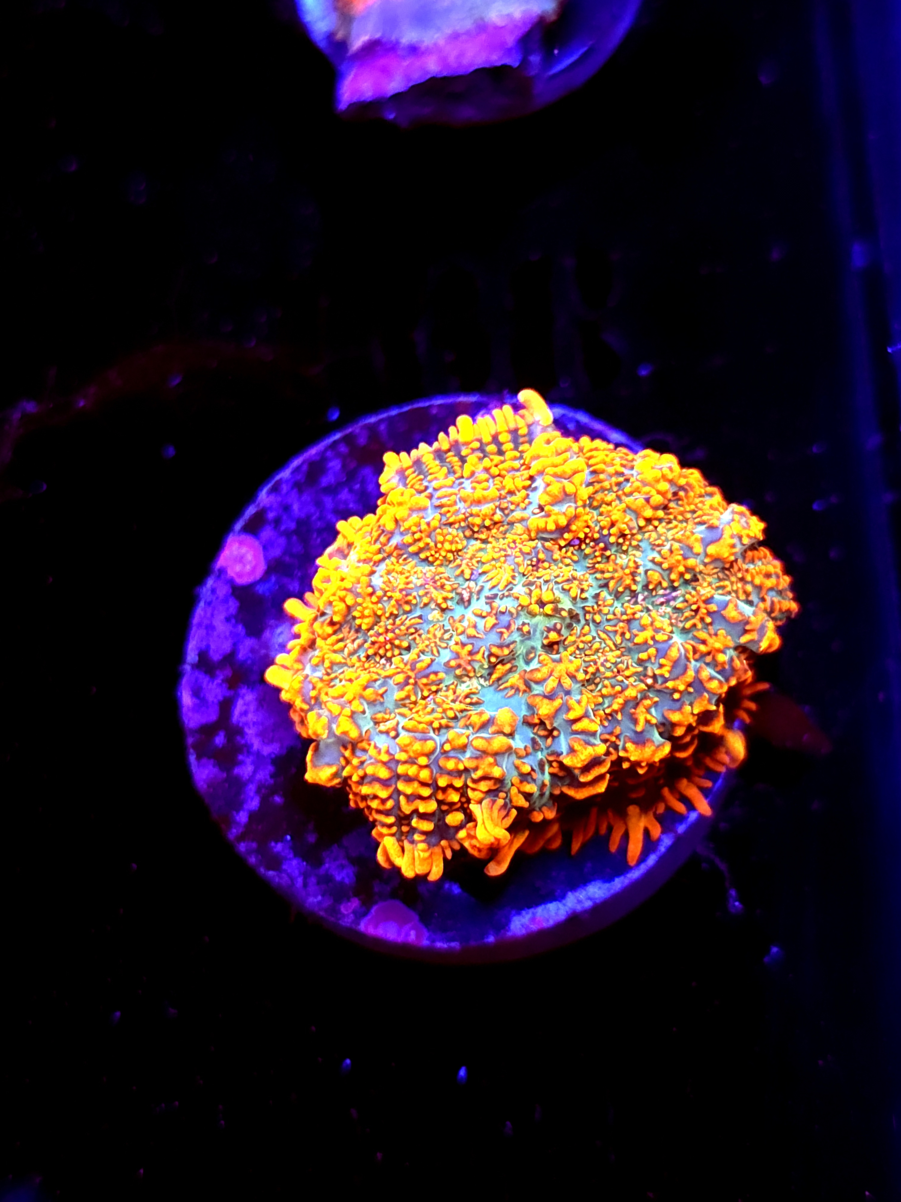 SBB "He Man" Mushroom Medium