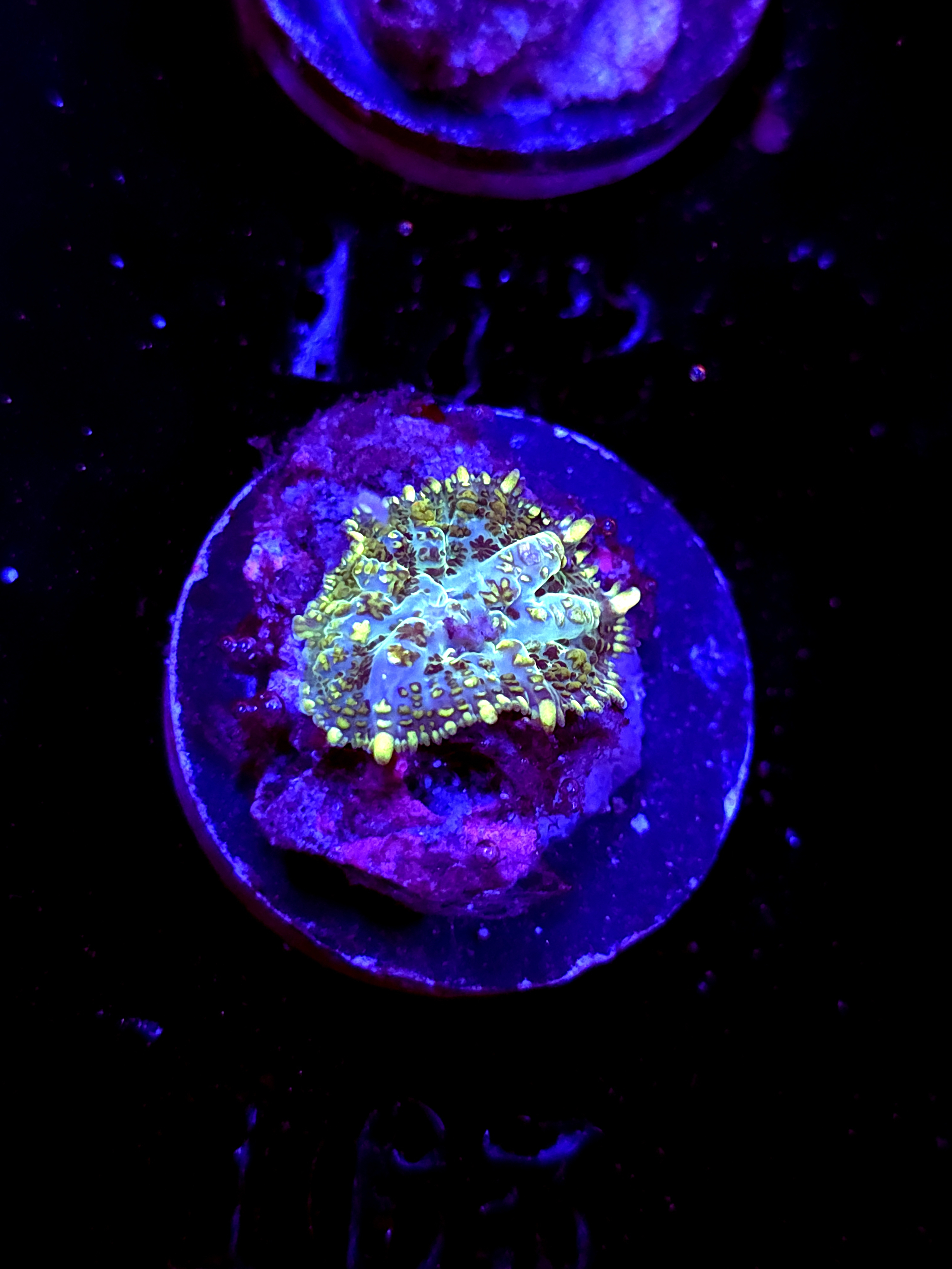 SBB "No Name" Mushroom Small