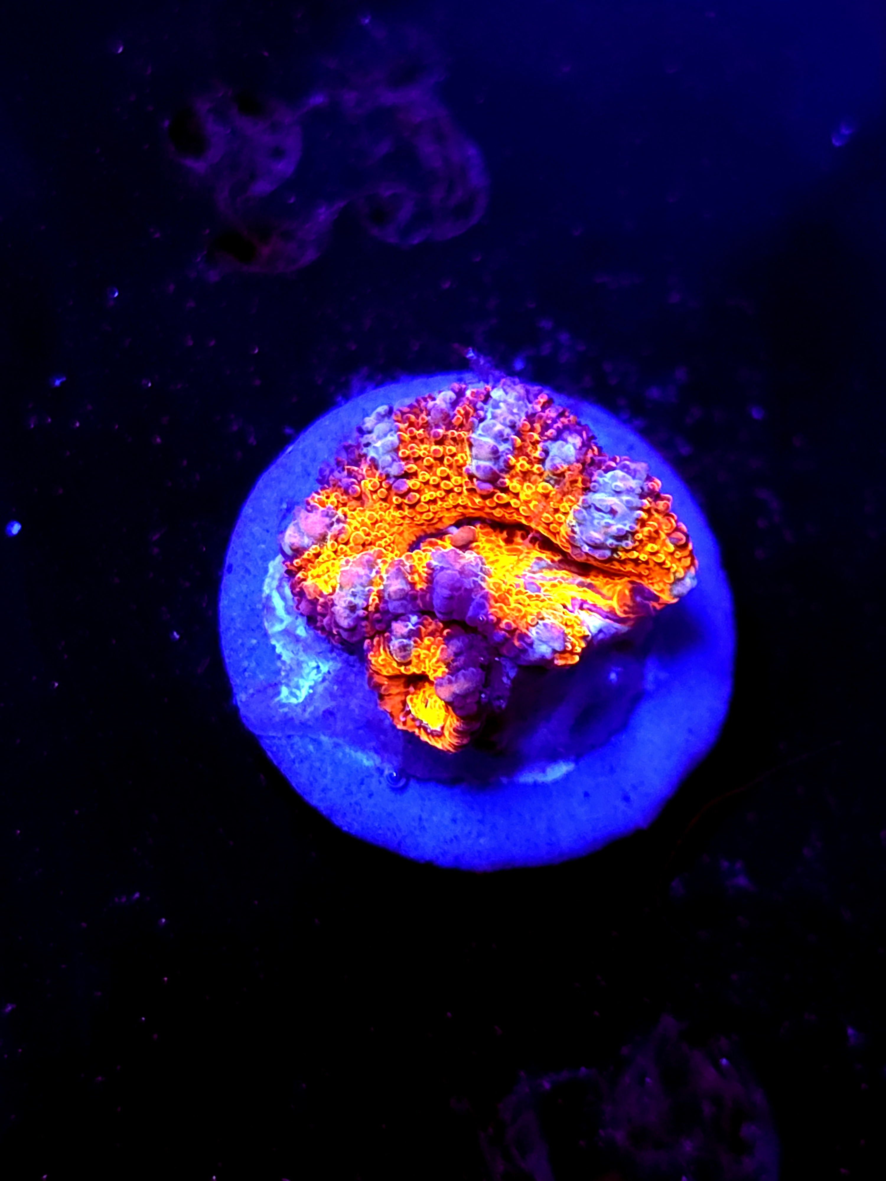 SBB "Sugar Spark" Acan 1 Heads