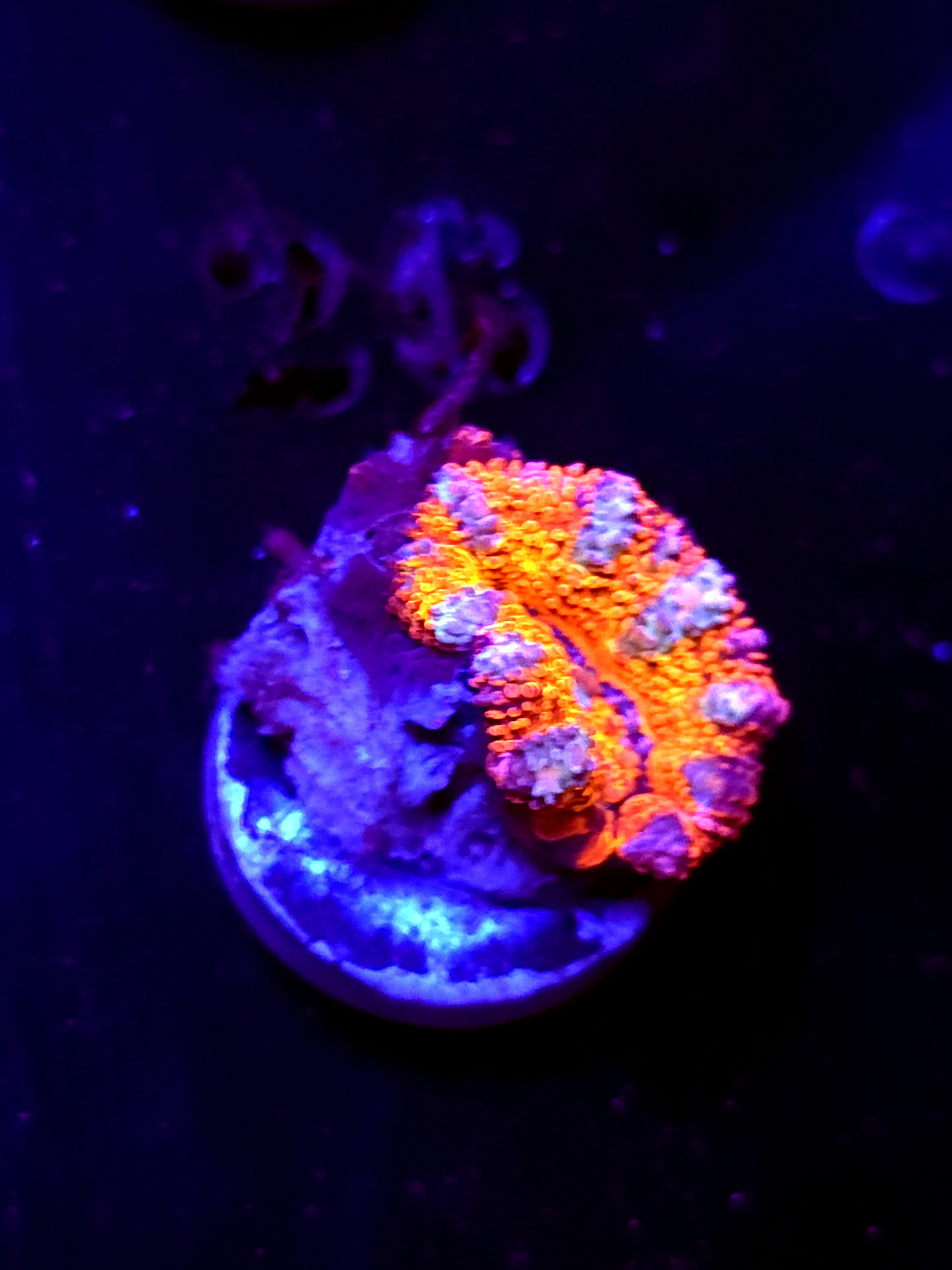SBB "Mystery Signature" Acan 1 Heads