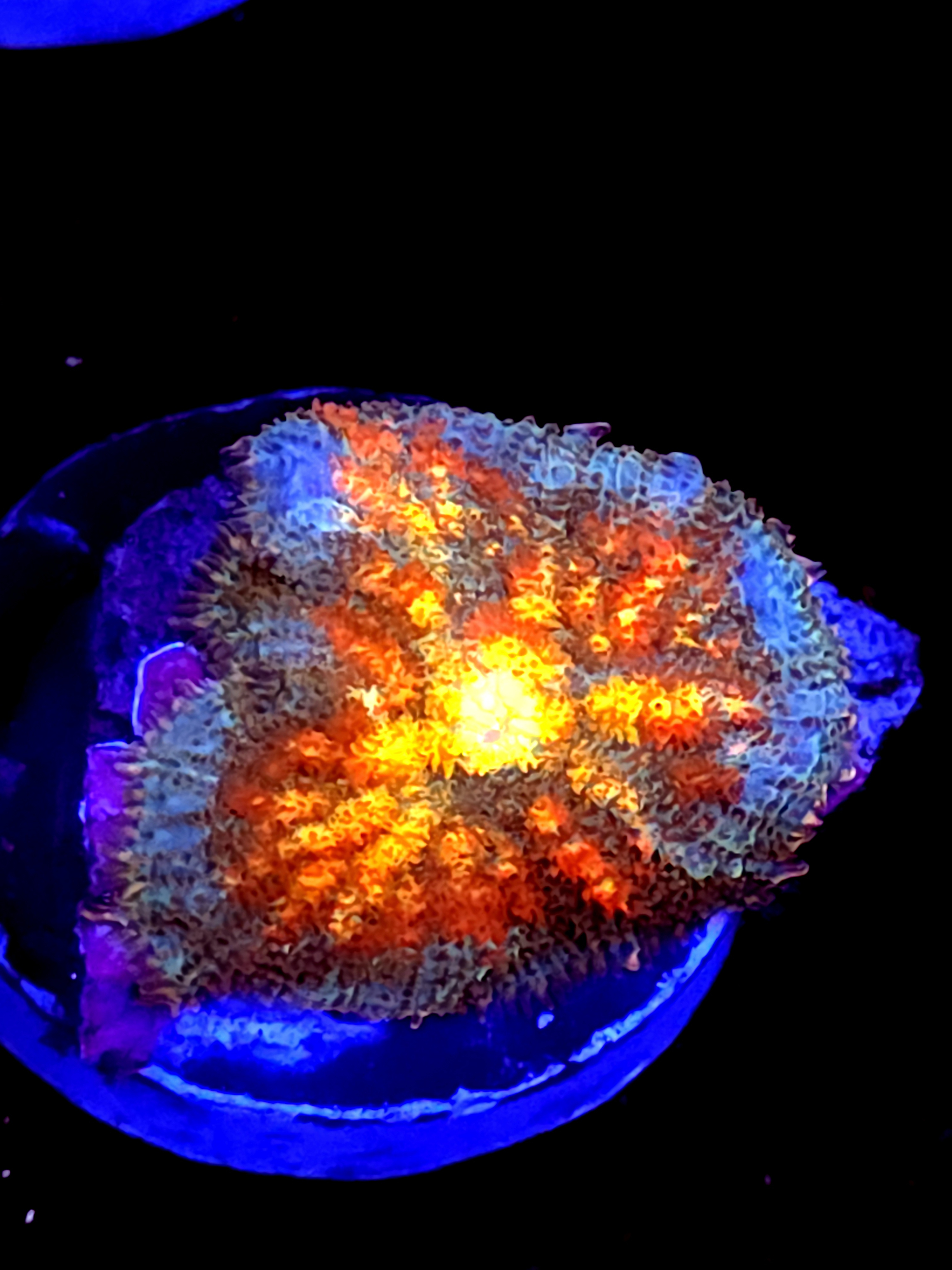 SBB "Orange Dream" Mushroom Medium