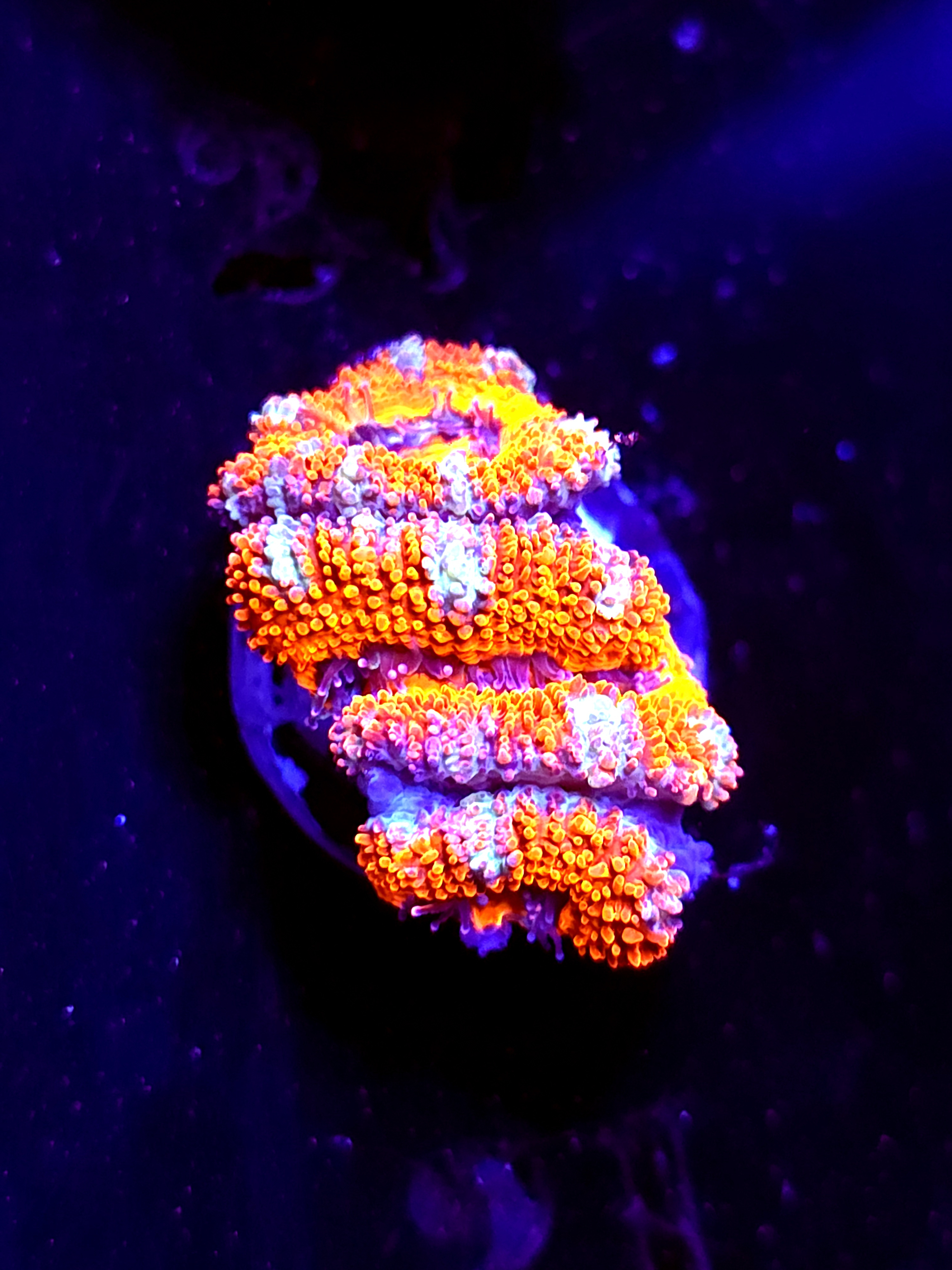 SBB "Red Spark" Acan 2 Heads