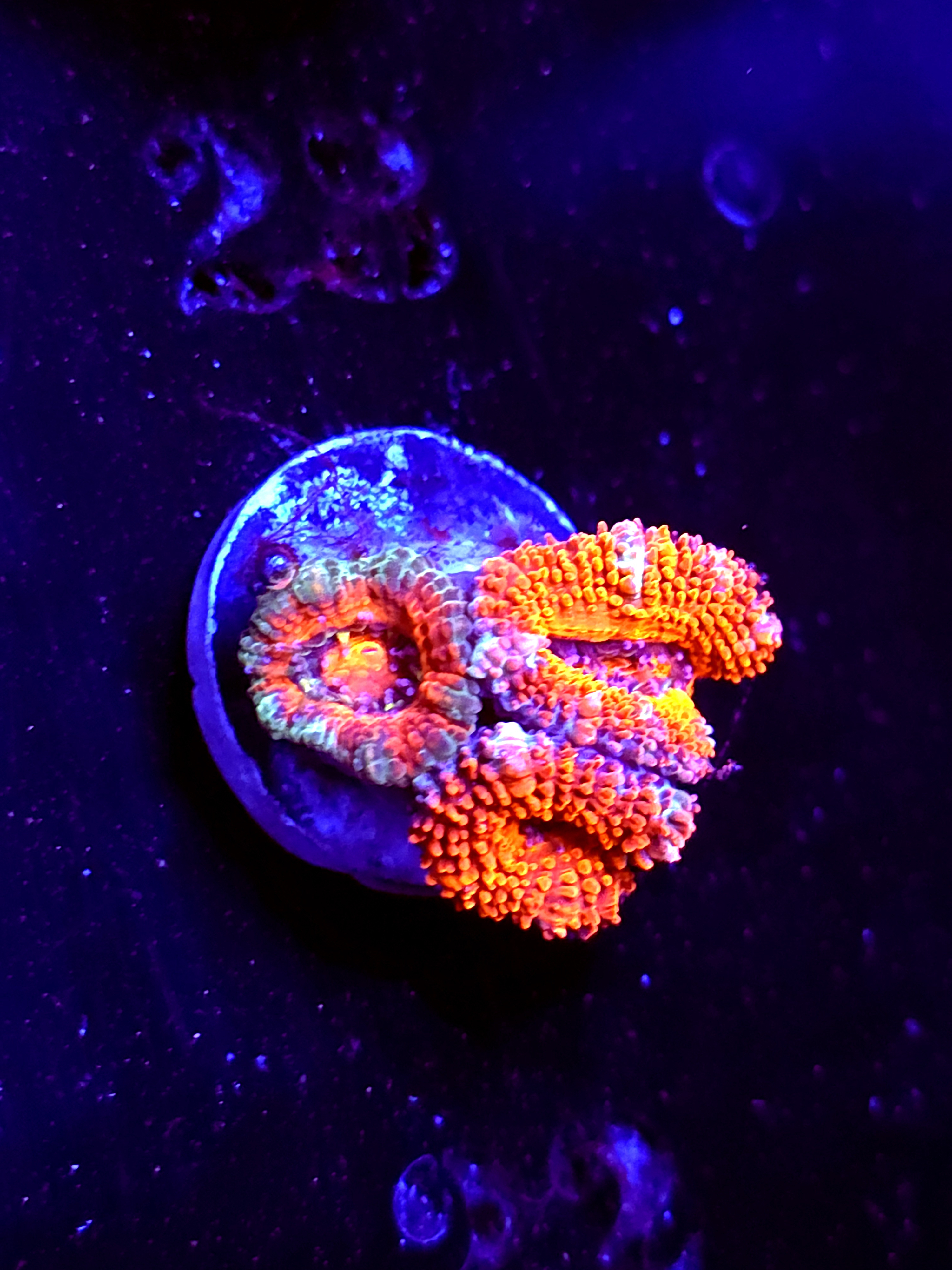 SBB "Red Spark" Acan 3 Heads
