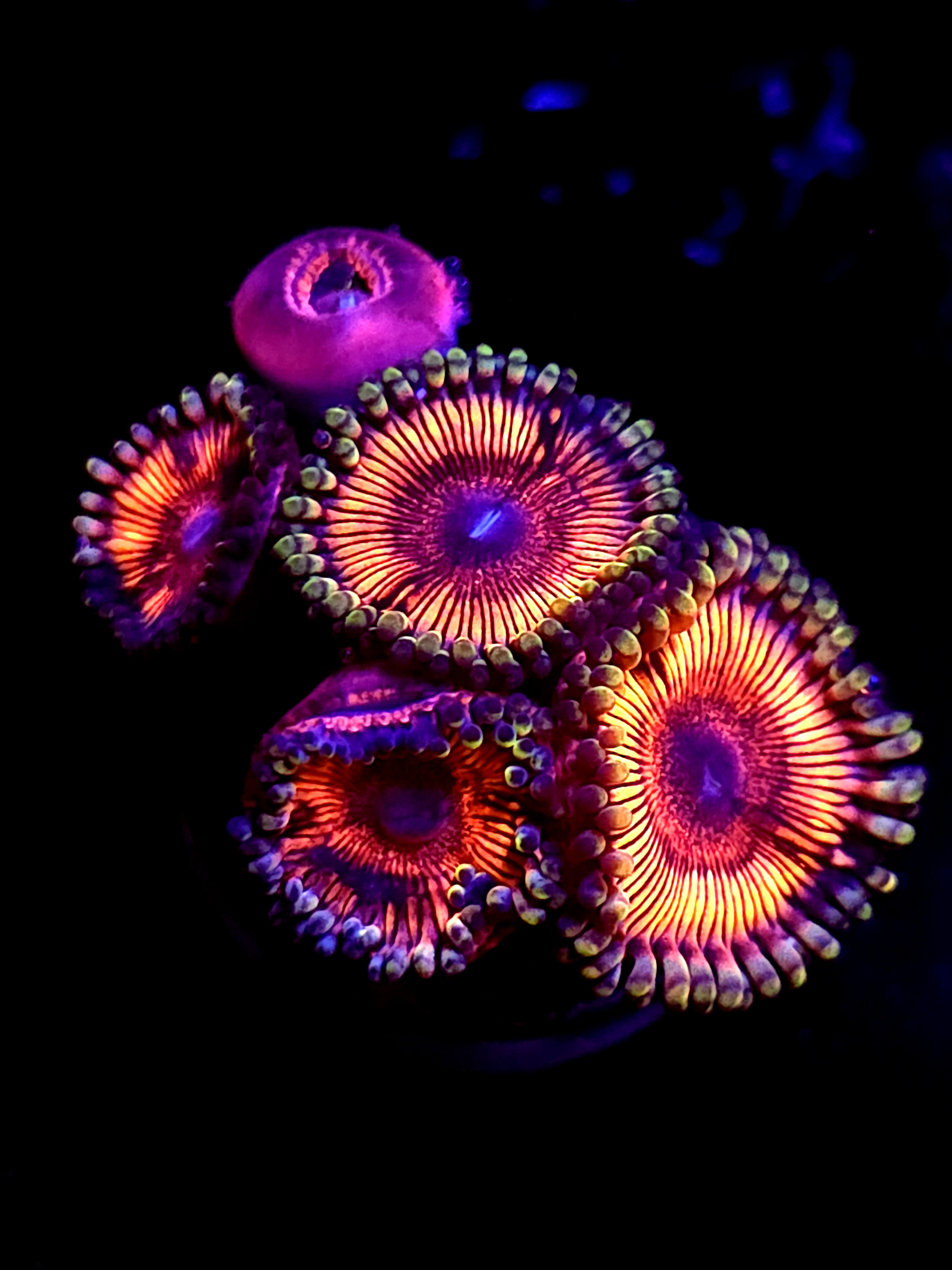 SBB "Super Sonic" Zoa Mini Colony