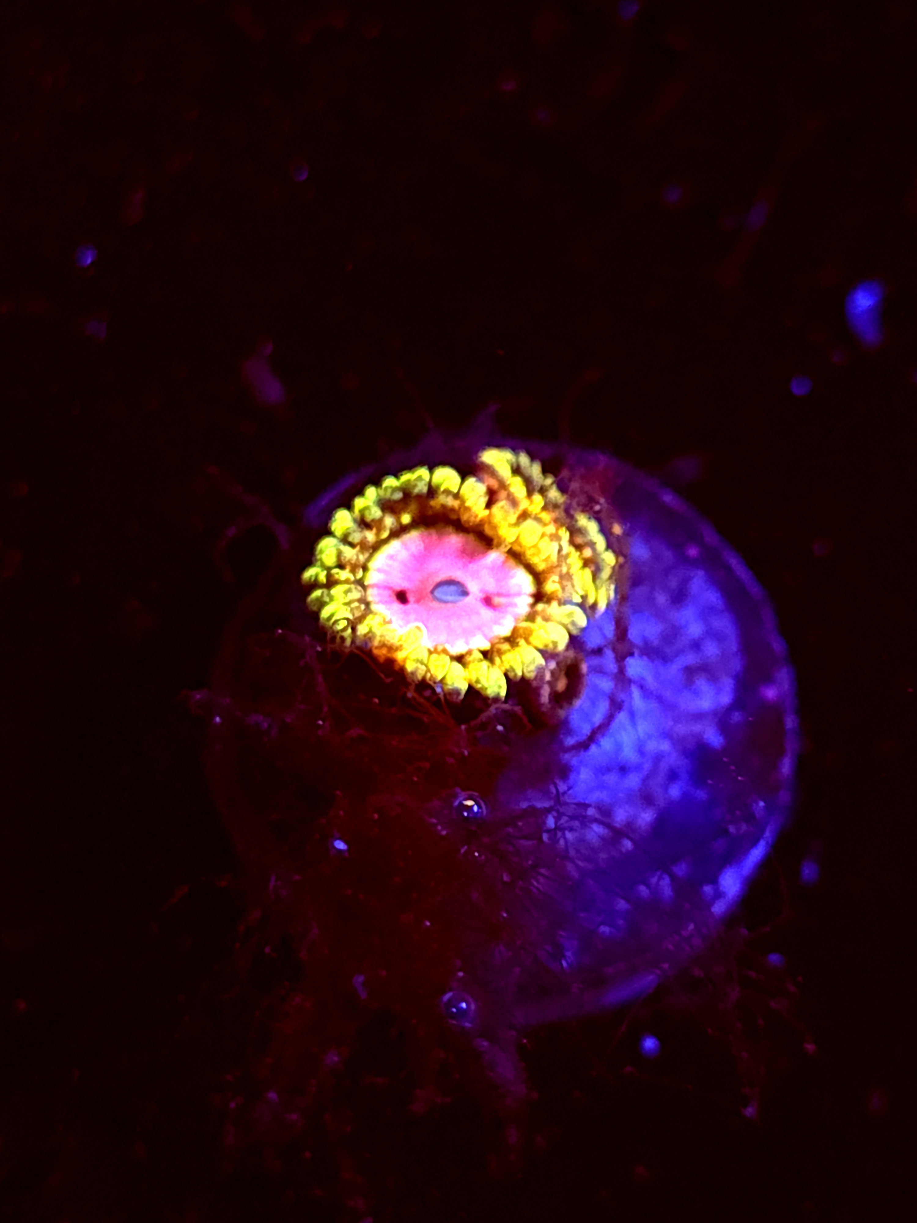 SBB "No Name" Zoa 1 Polyp