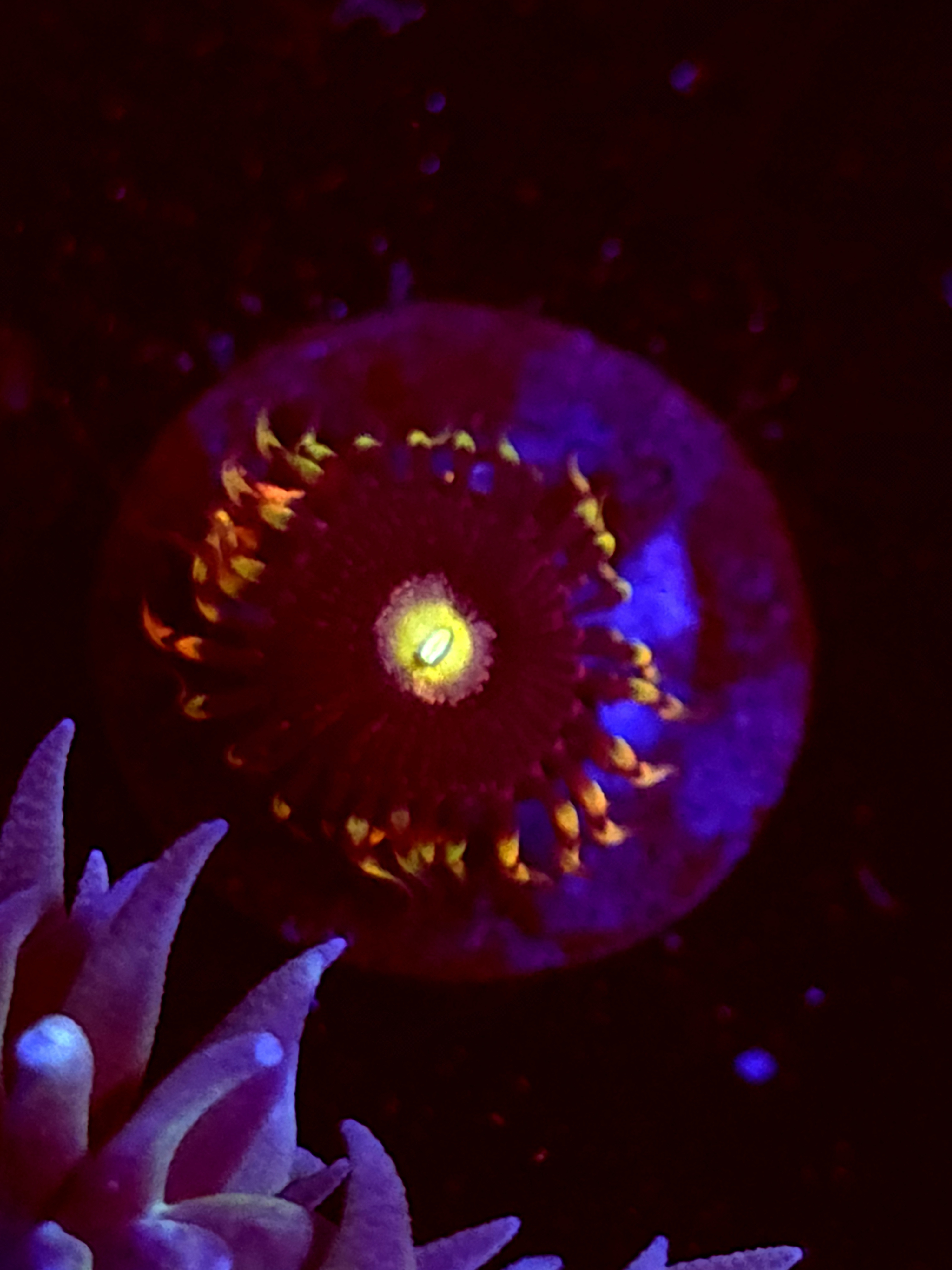 SBB "No Name" Zoa 1 Polyp