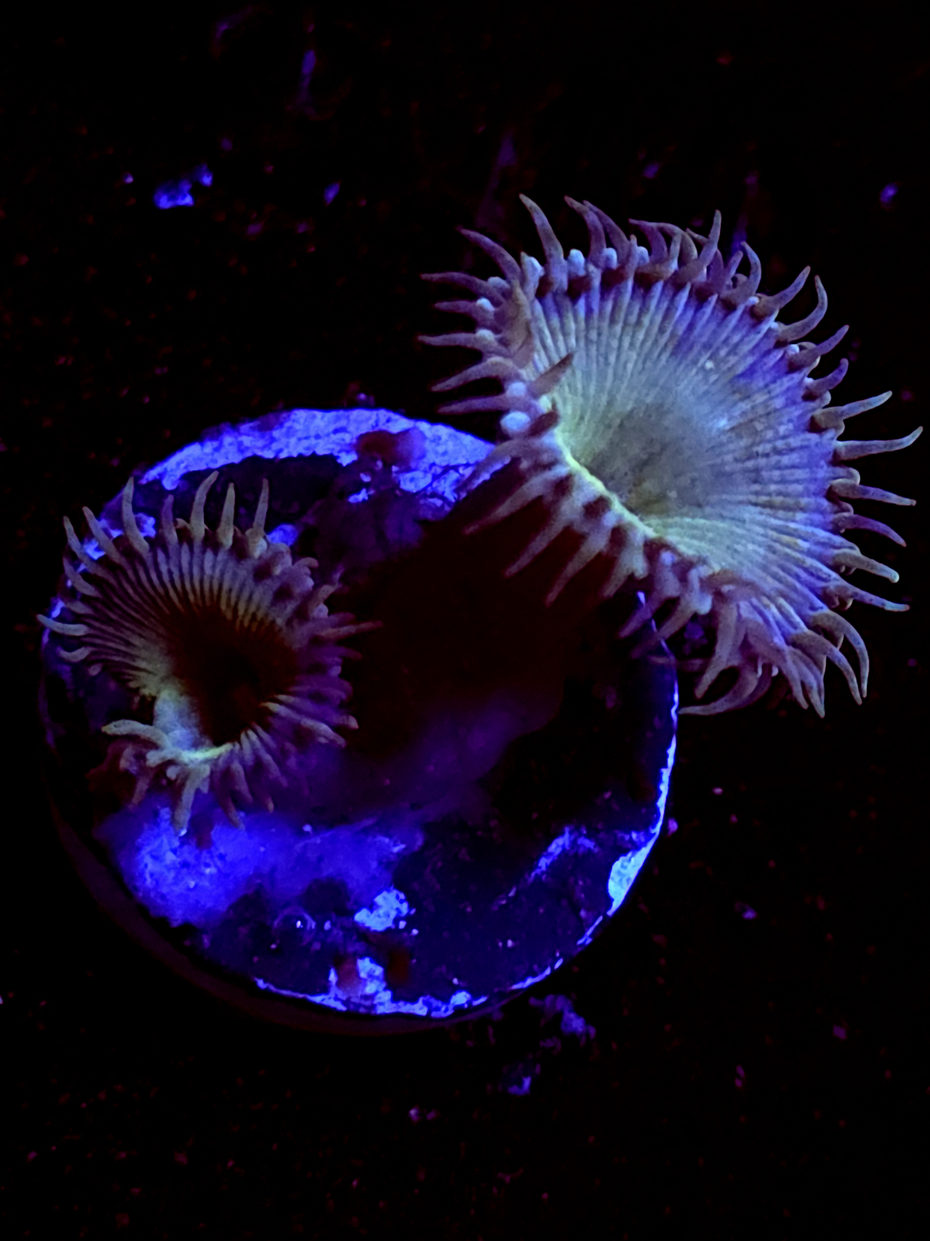 SBB "No Name" Zoa 2 Polyps