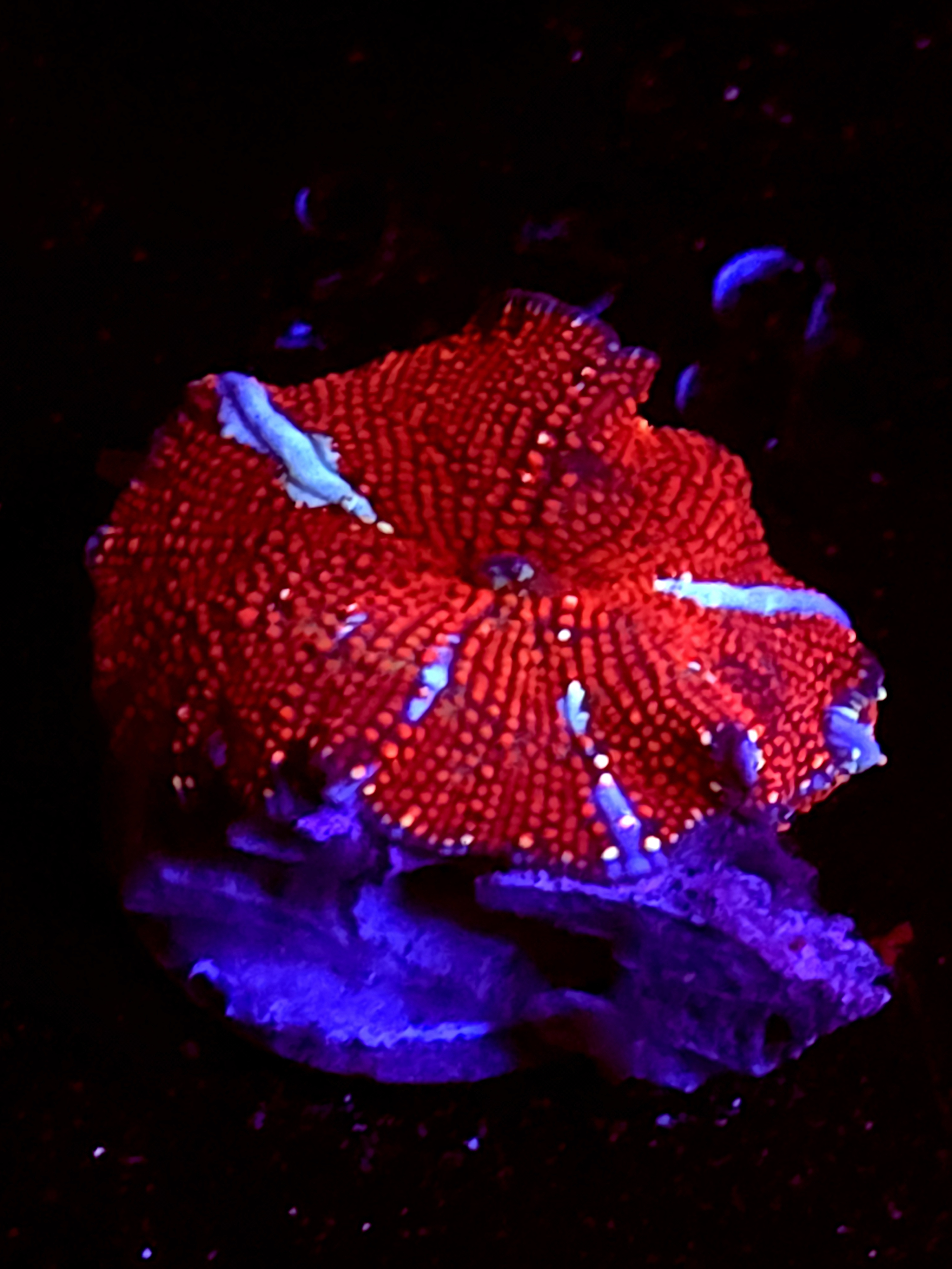 SBB "Red Jungle" Mushroom Small