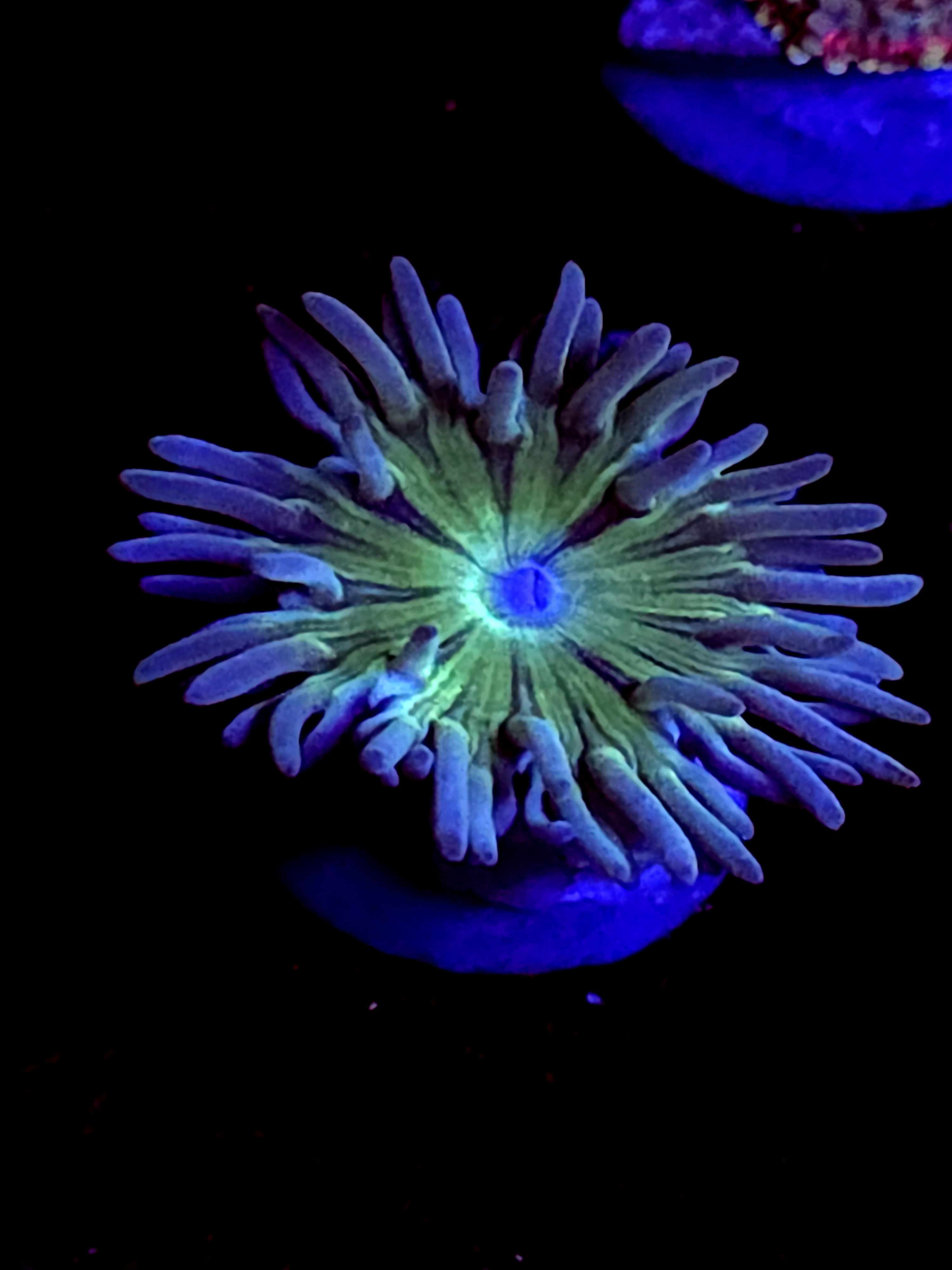 SBB "Duncan Coral" Duncan 1 Head