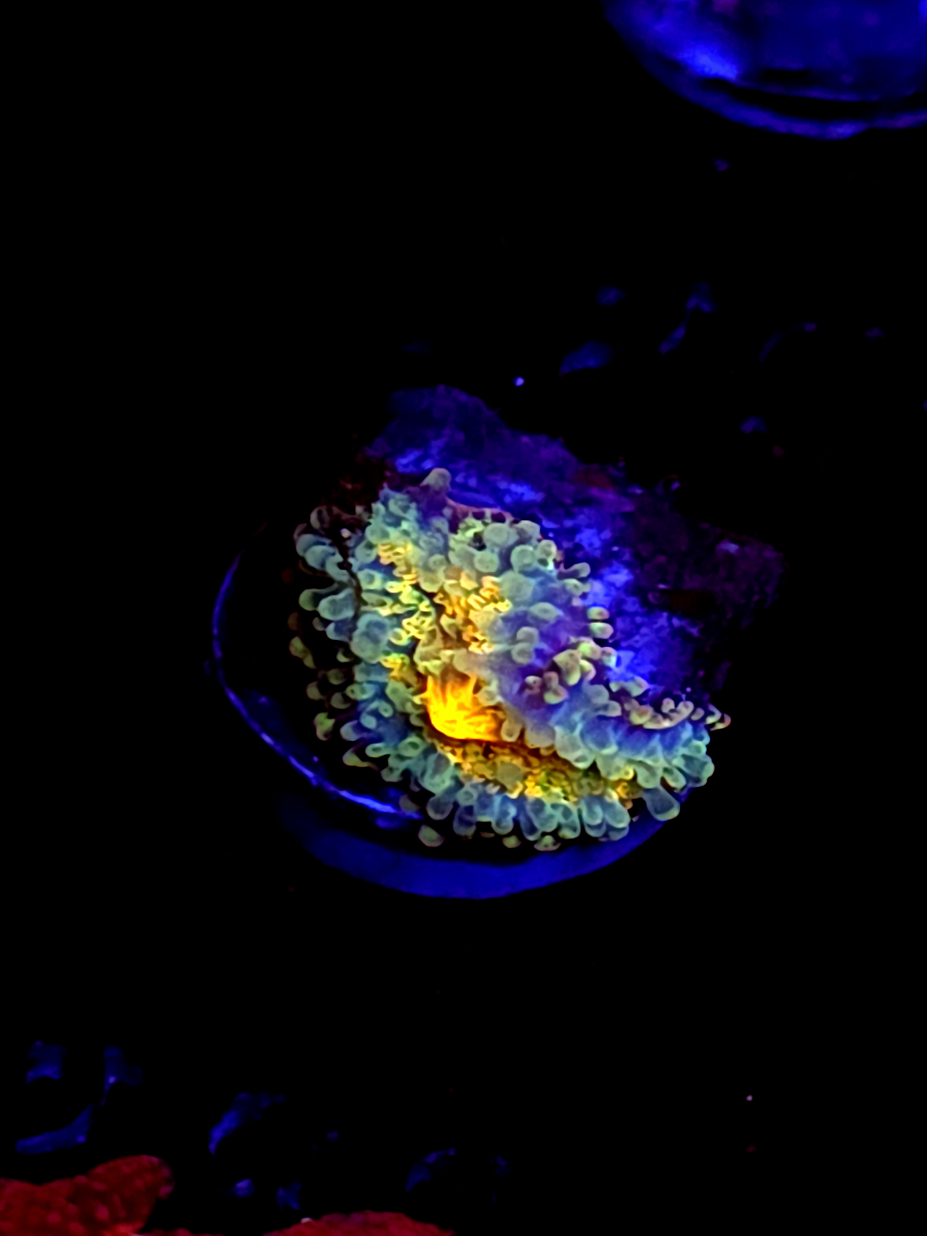 SBB "No Name" Mushroom Small