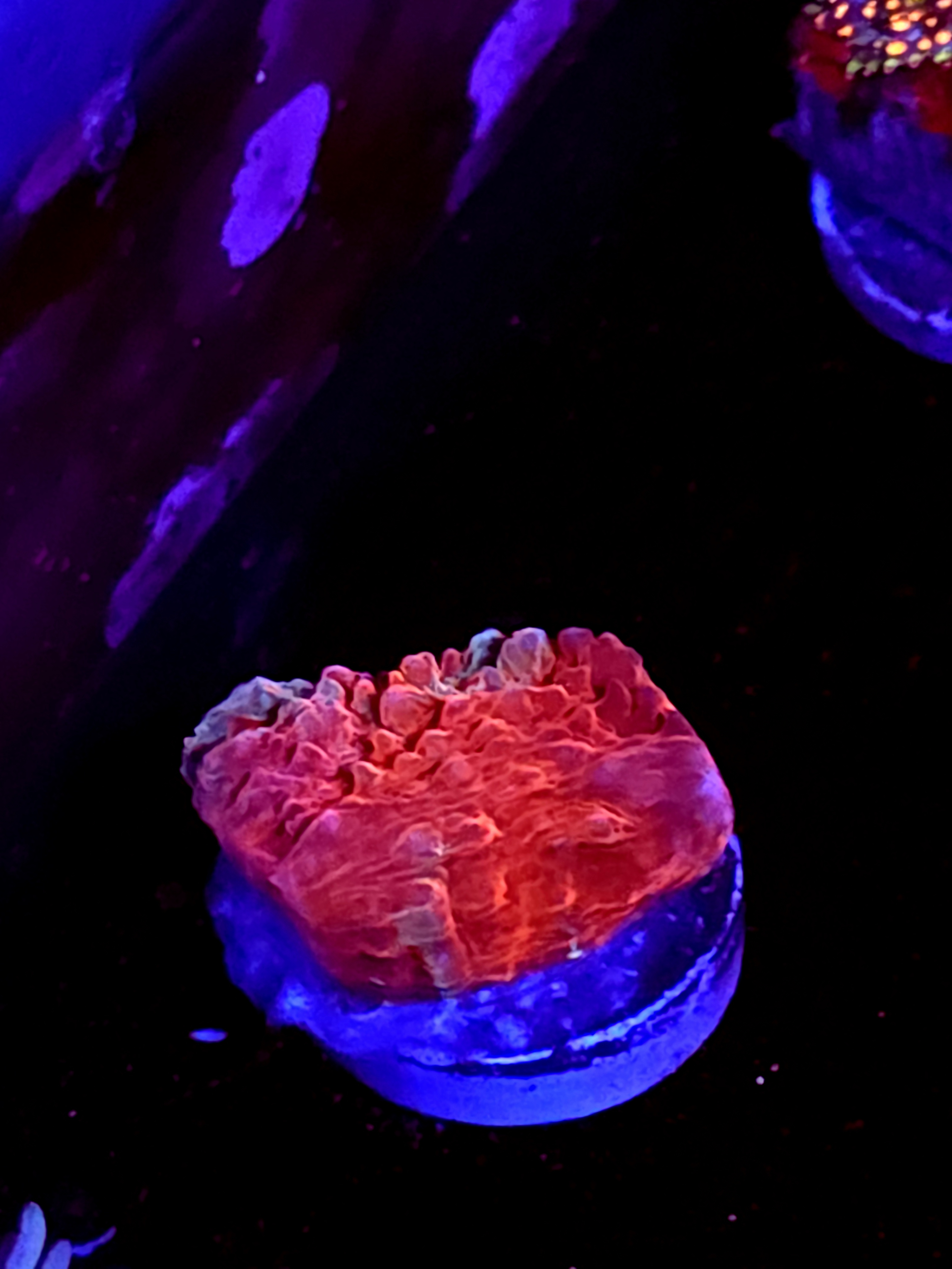 SBB "Bubble Pop" Encruster Medium