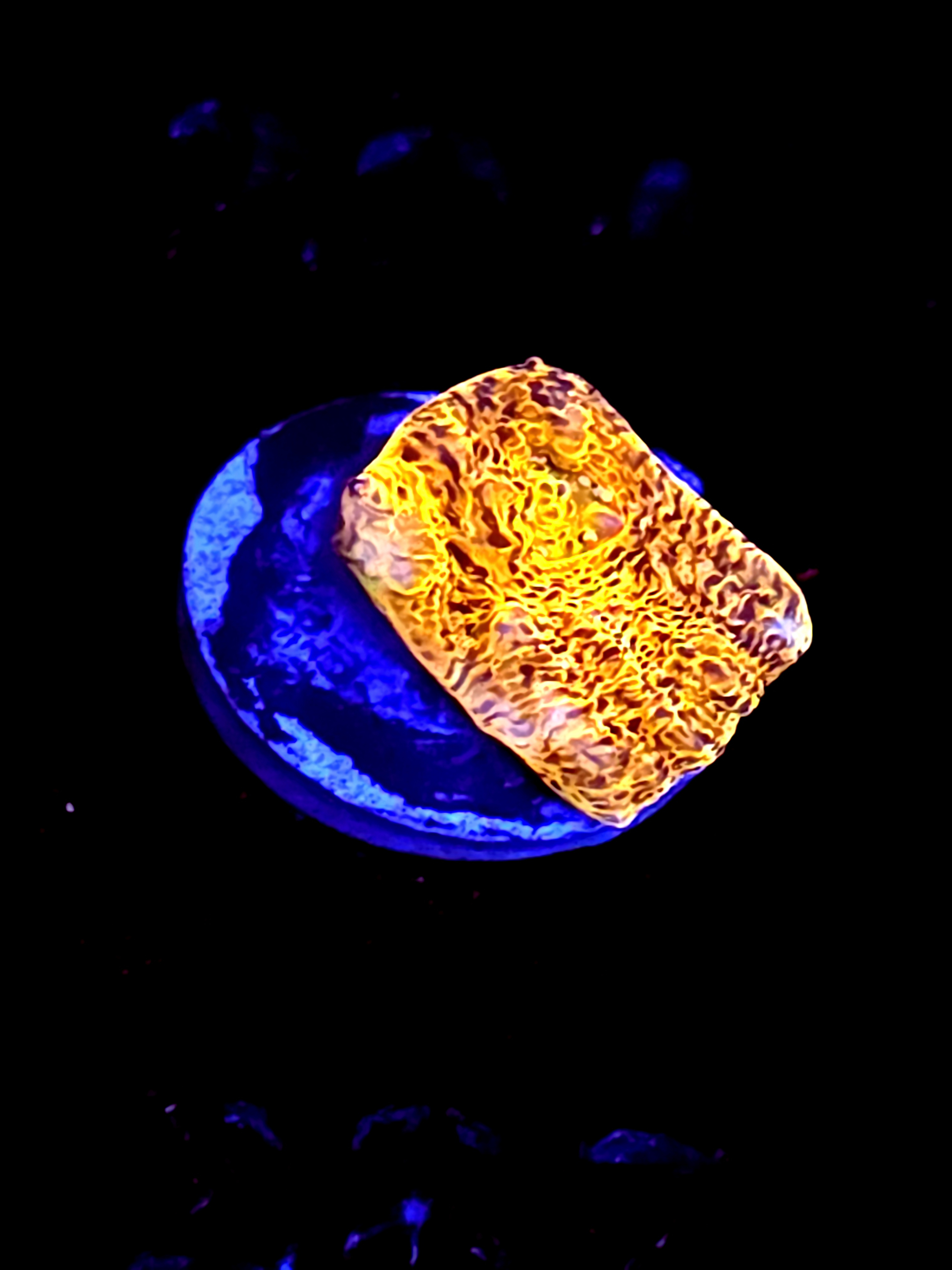 SBB "Fairy Fizz" Encruster Small