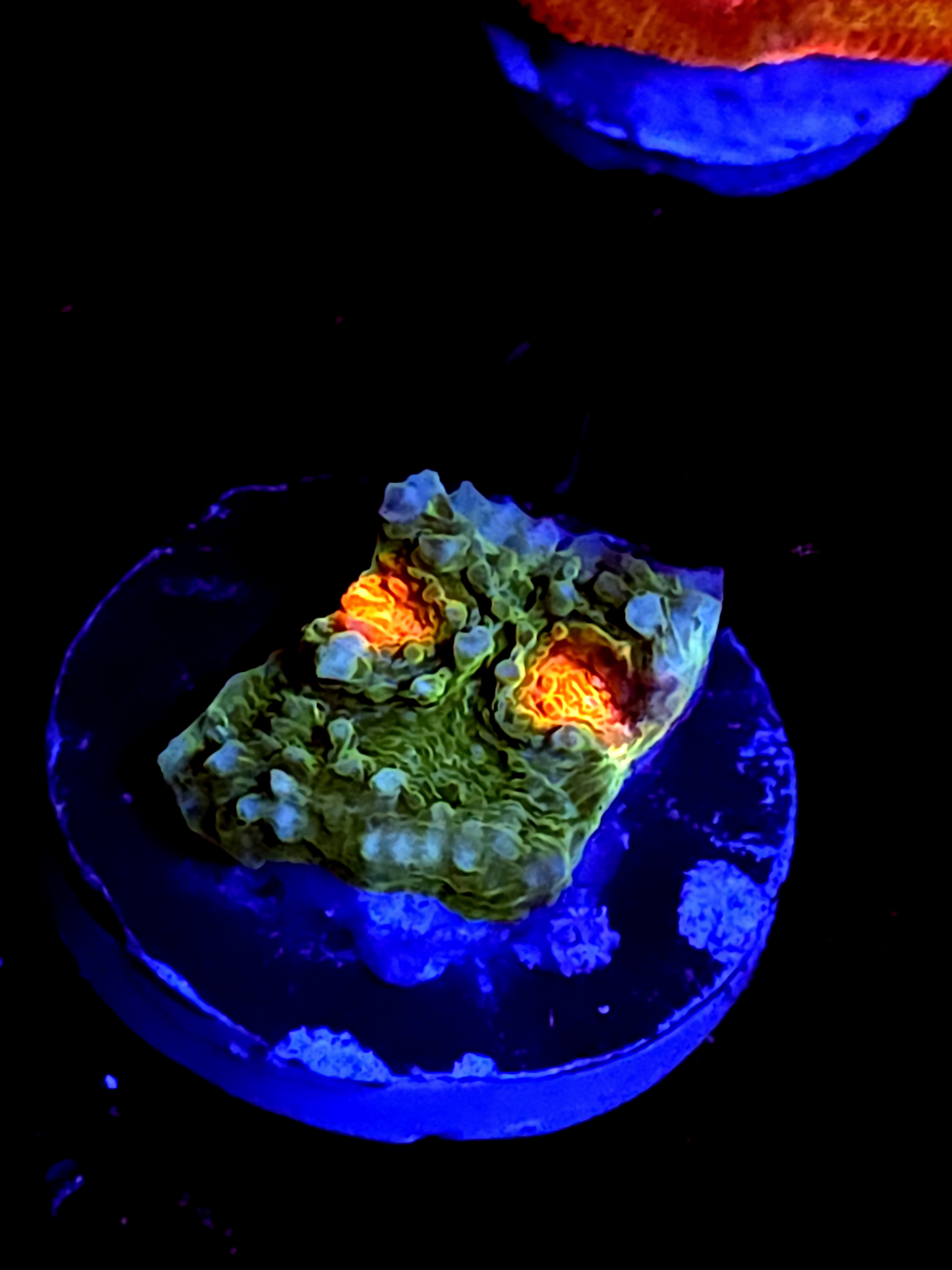 SBB "Pixie Mist" Encruster Medium