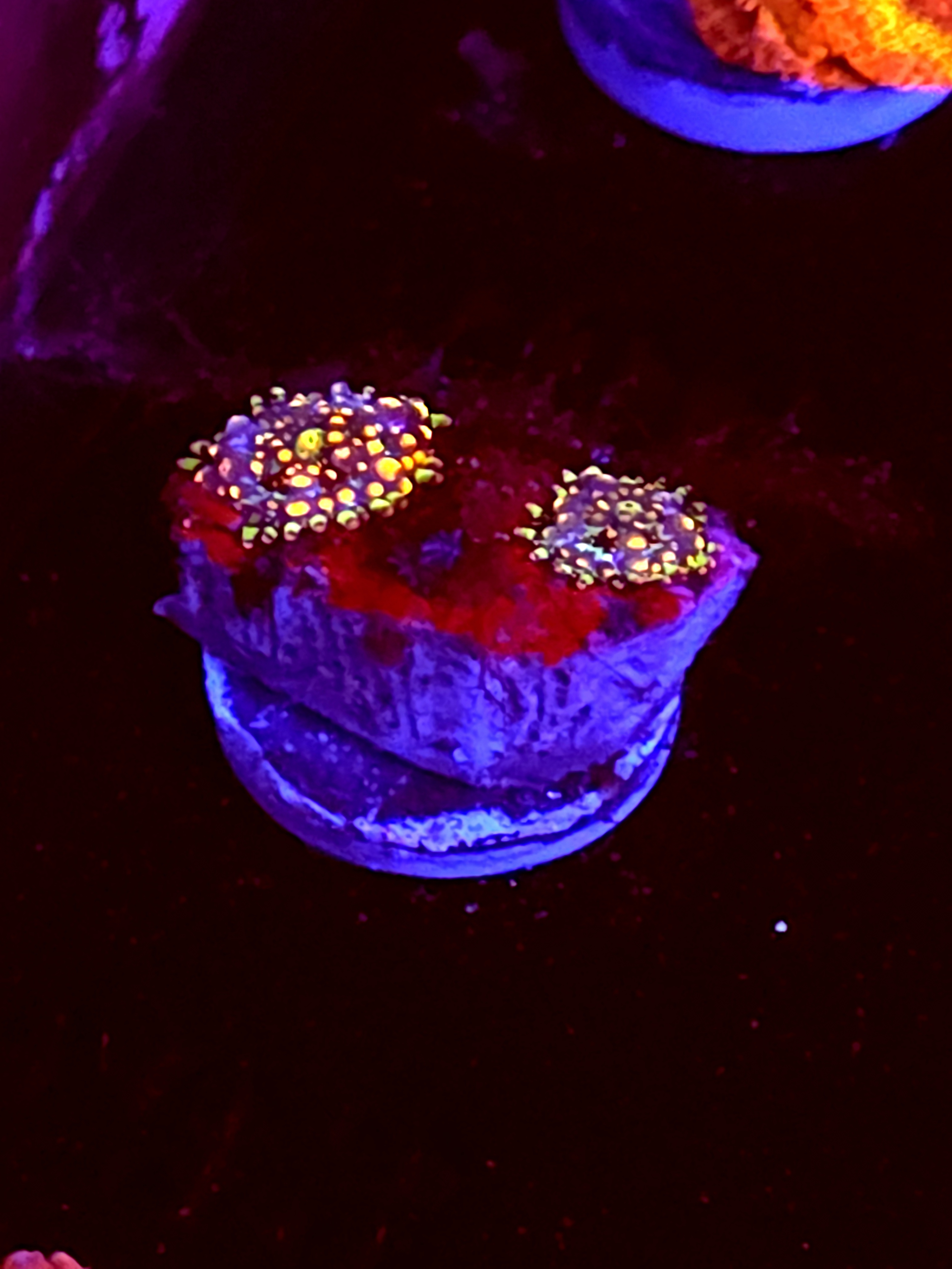 SBB "No Name" Mushroom 2 Tiny Heads