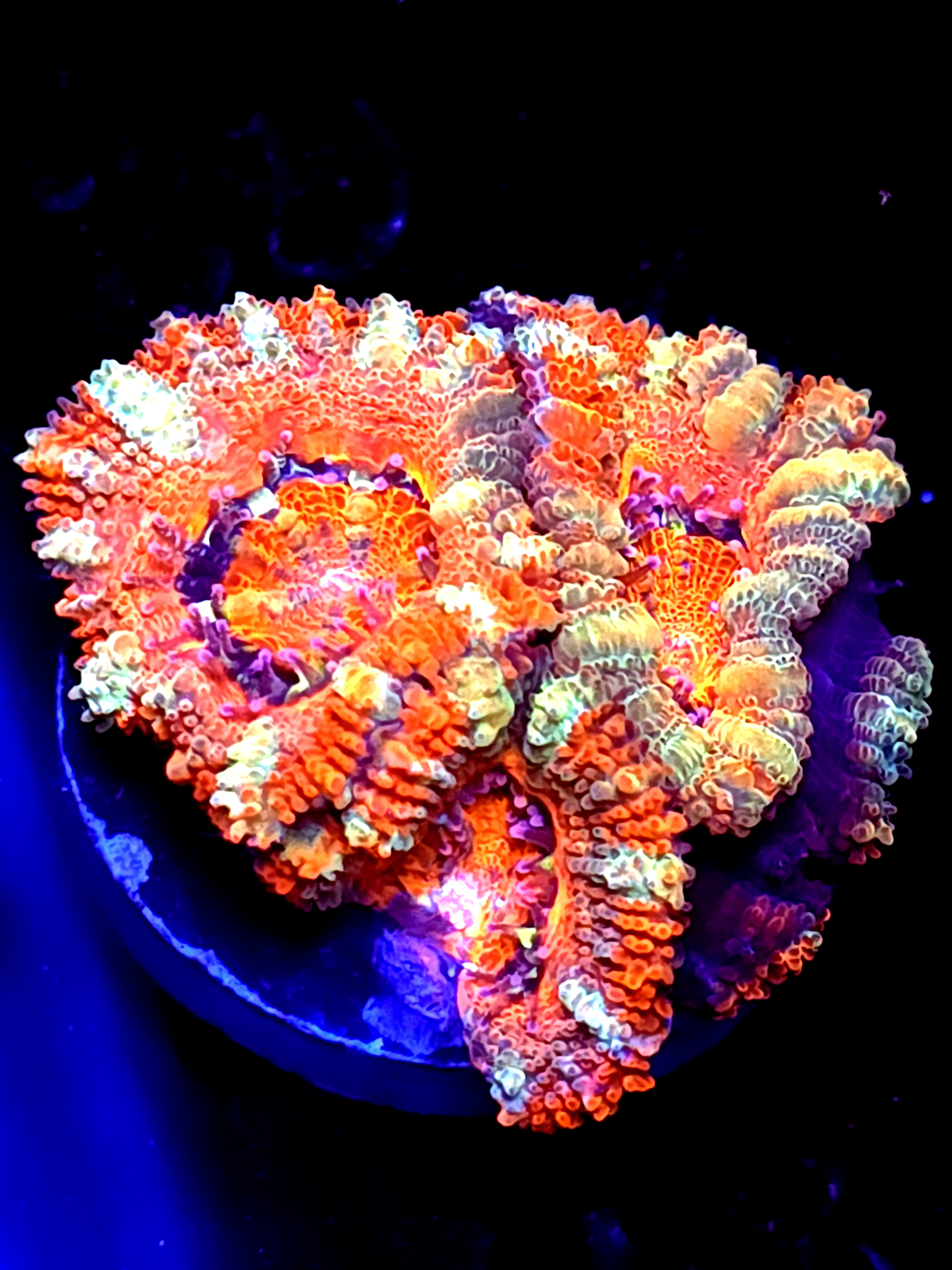 SBB "Color Wave" Acan 3 Heads