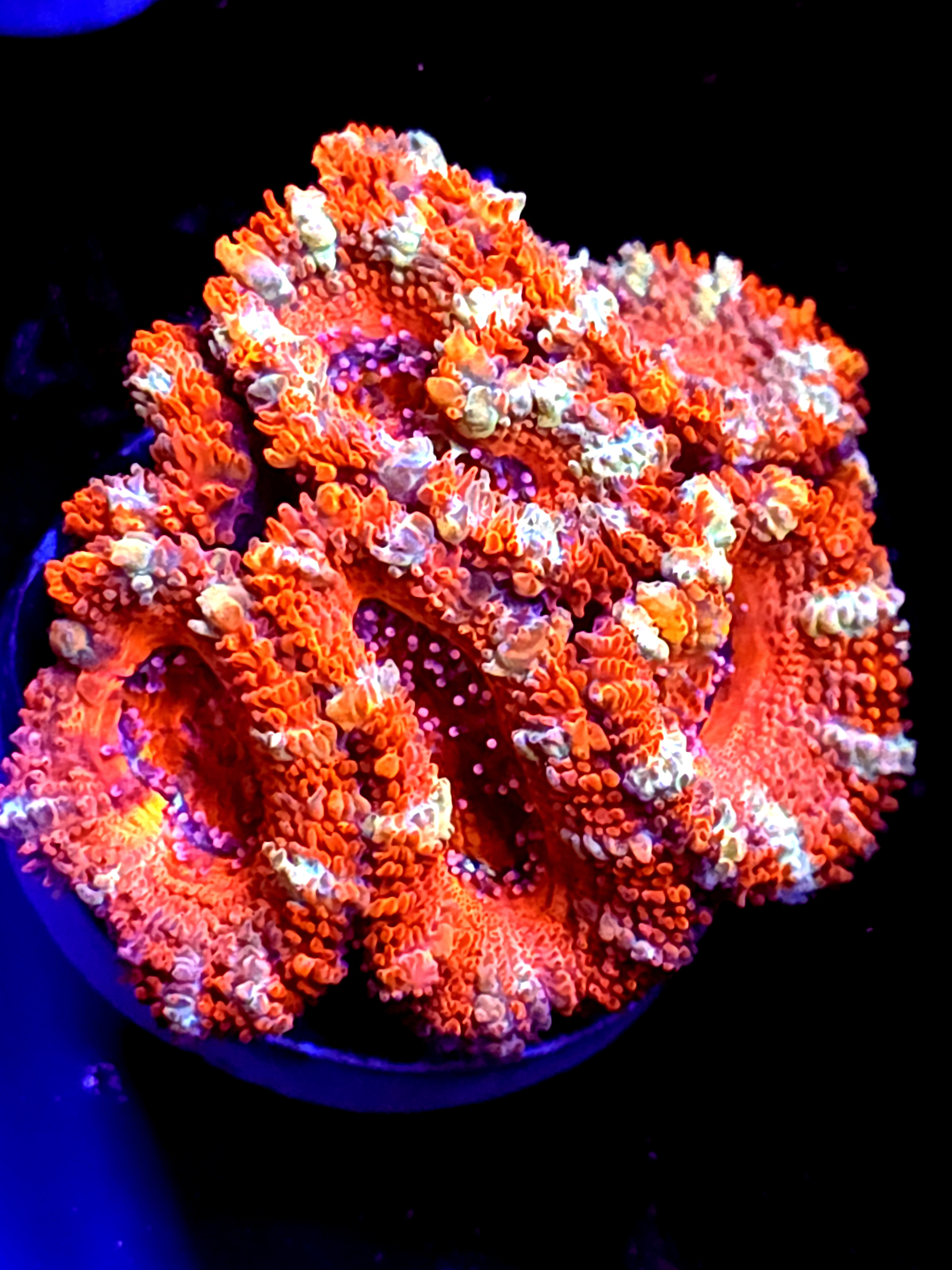 SBB "Color Wave" Acan Small Colony