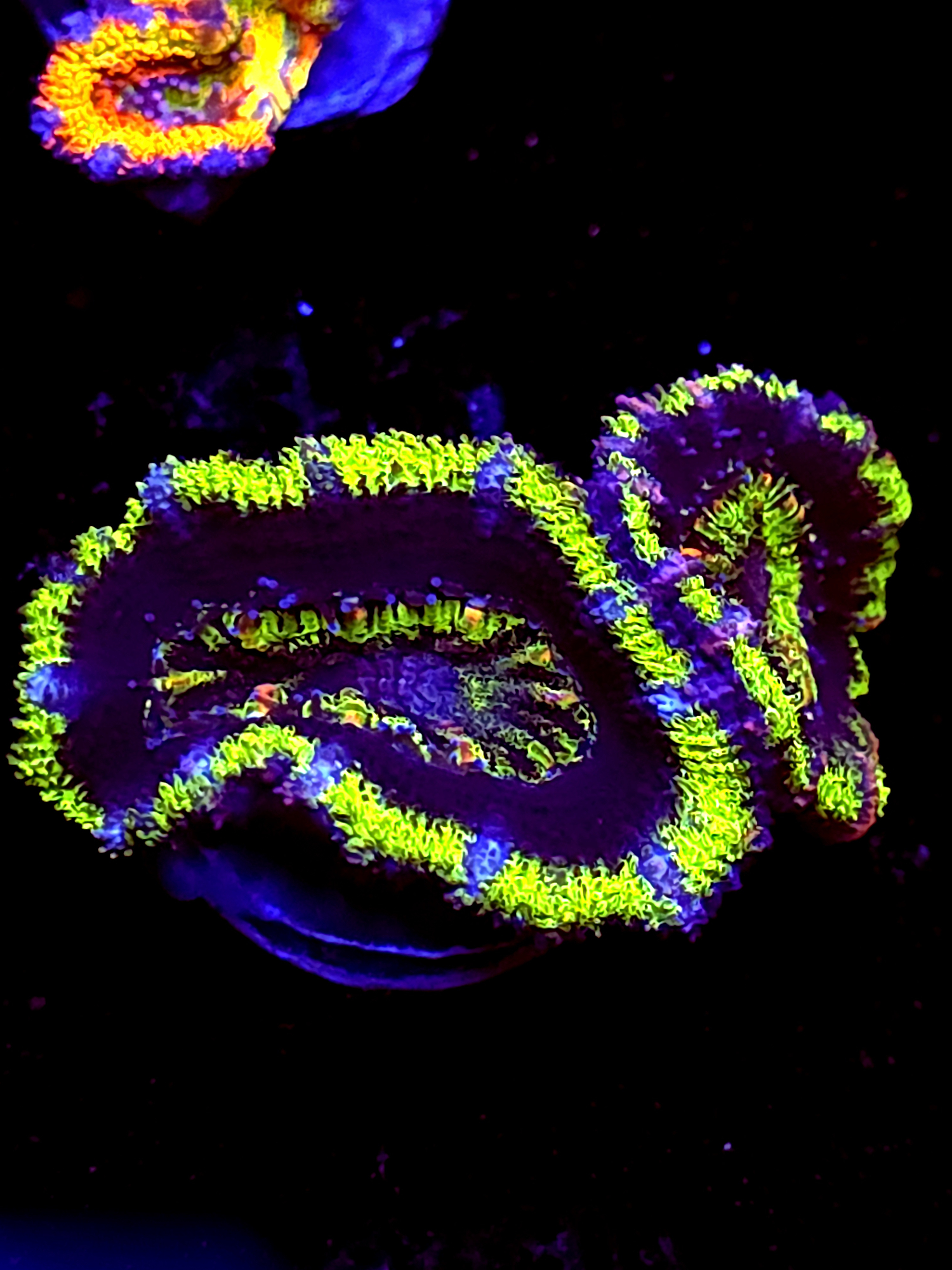 SBB "Cosmic Sugar" Acan 2 Heads