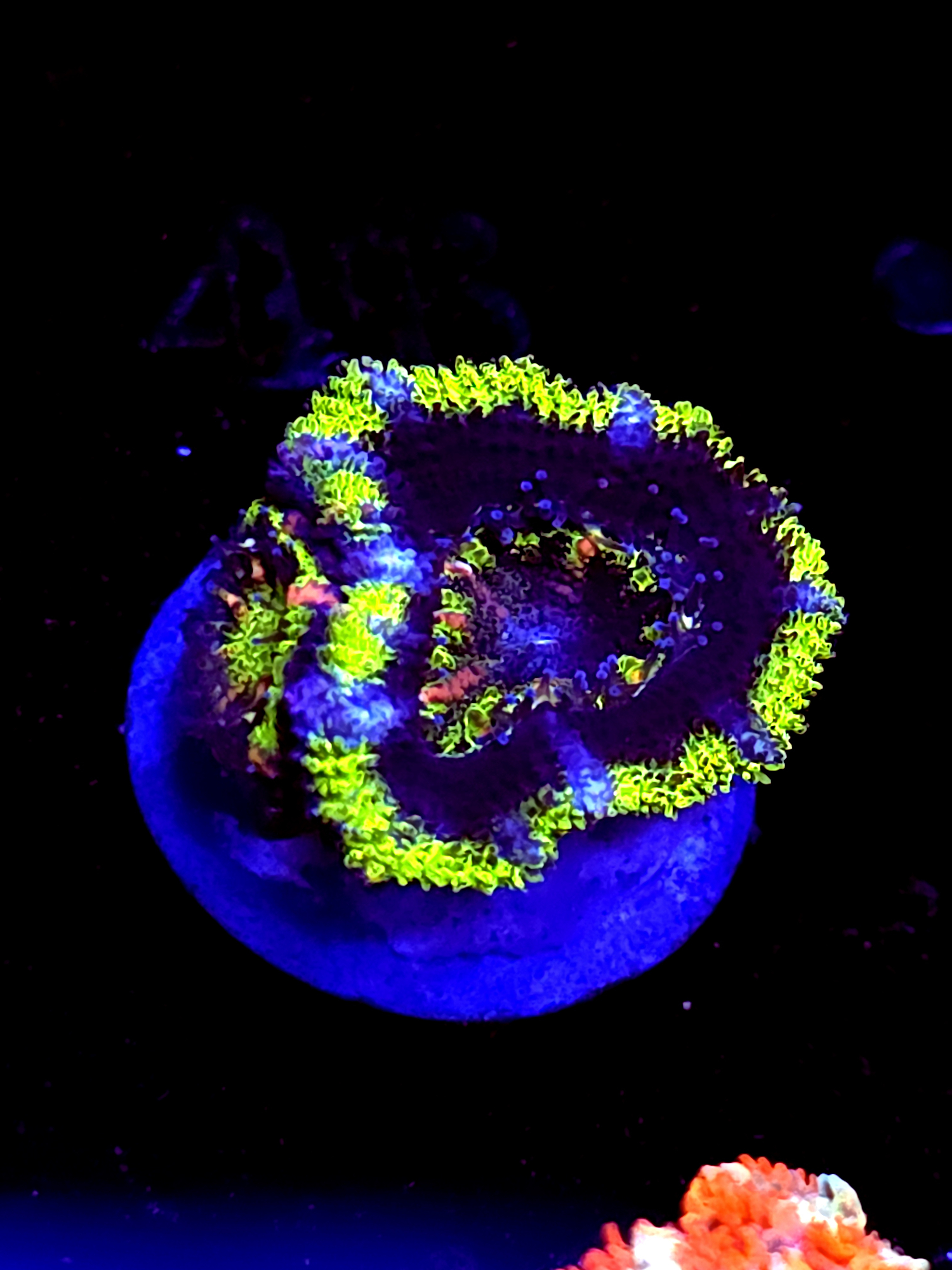 SBB "Cosmic Sugar" Acan 1 Head