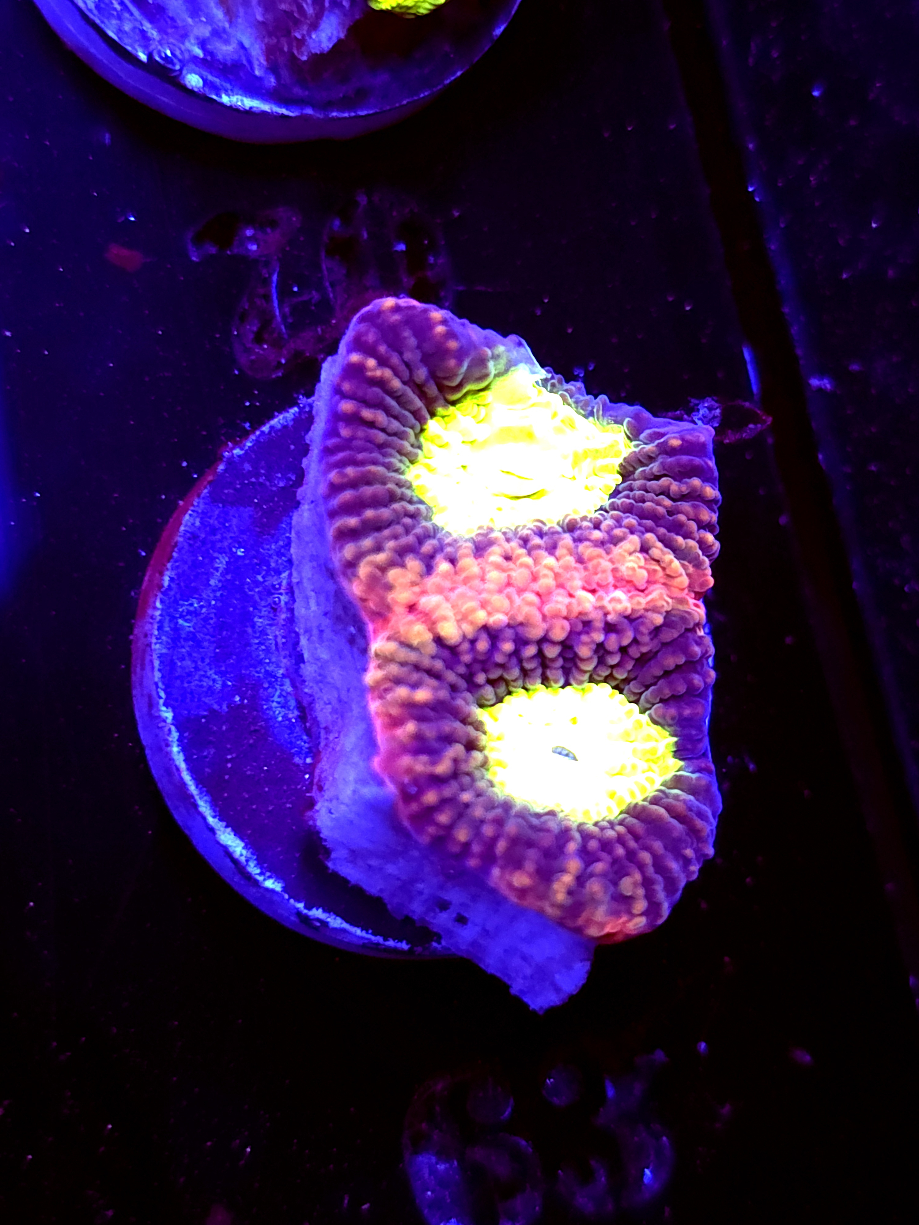 SBB "Dragon Soul" Large Favia 2 Heads