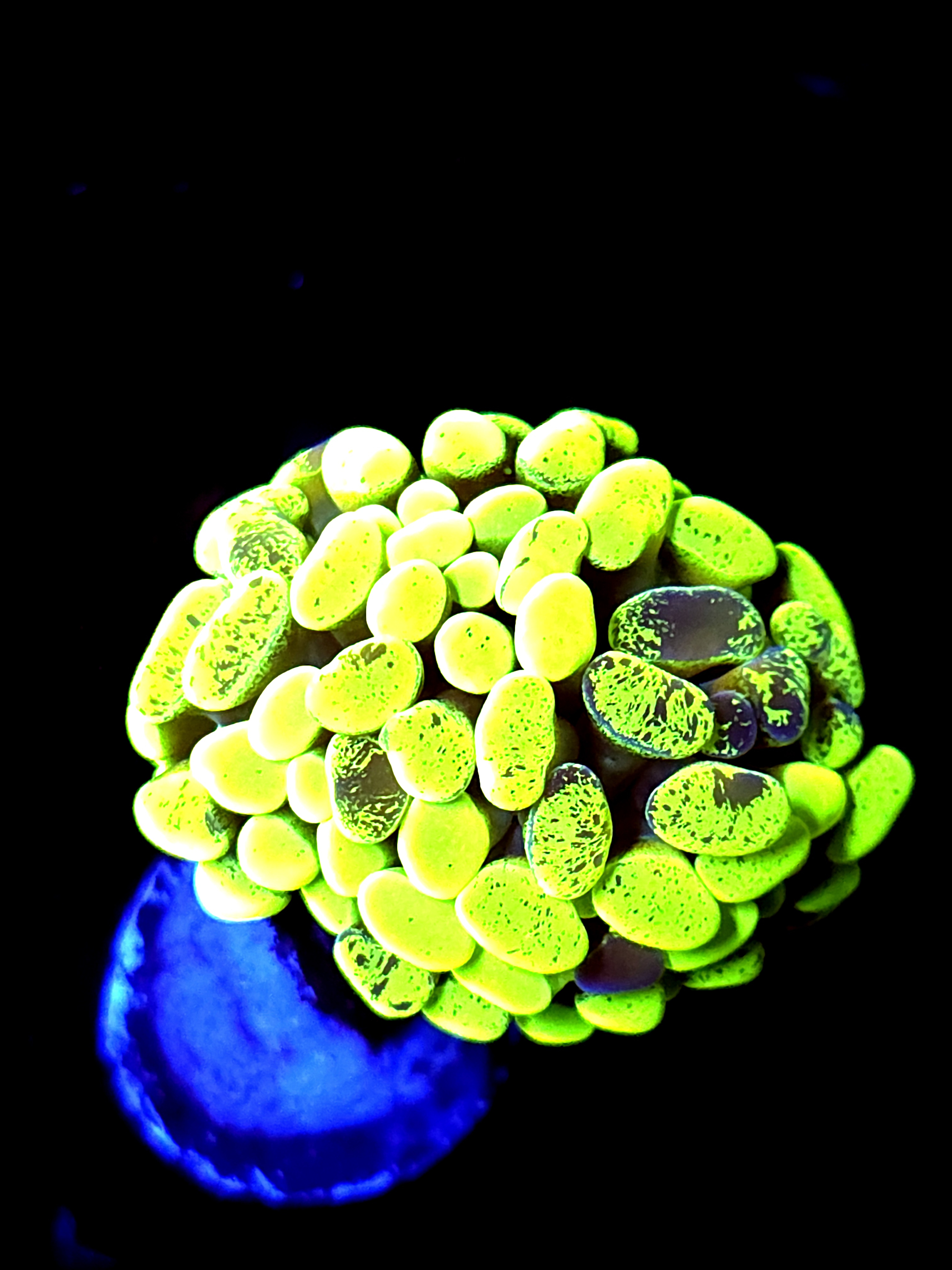 SBB " Green Marble" Hammer