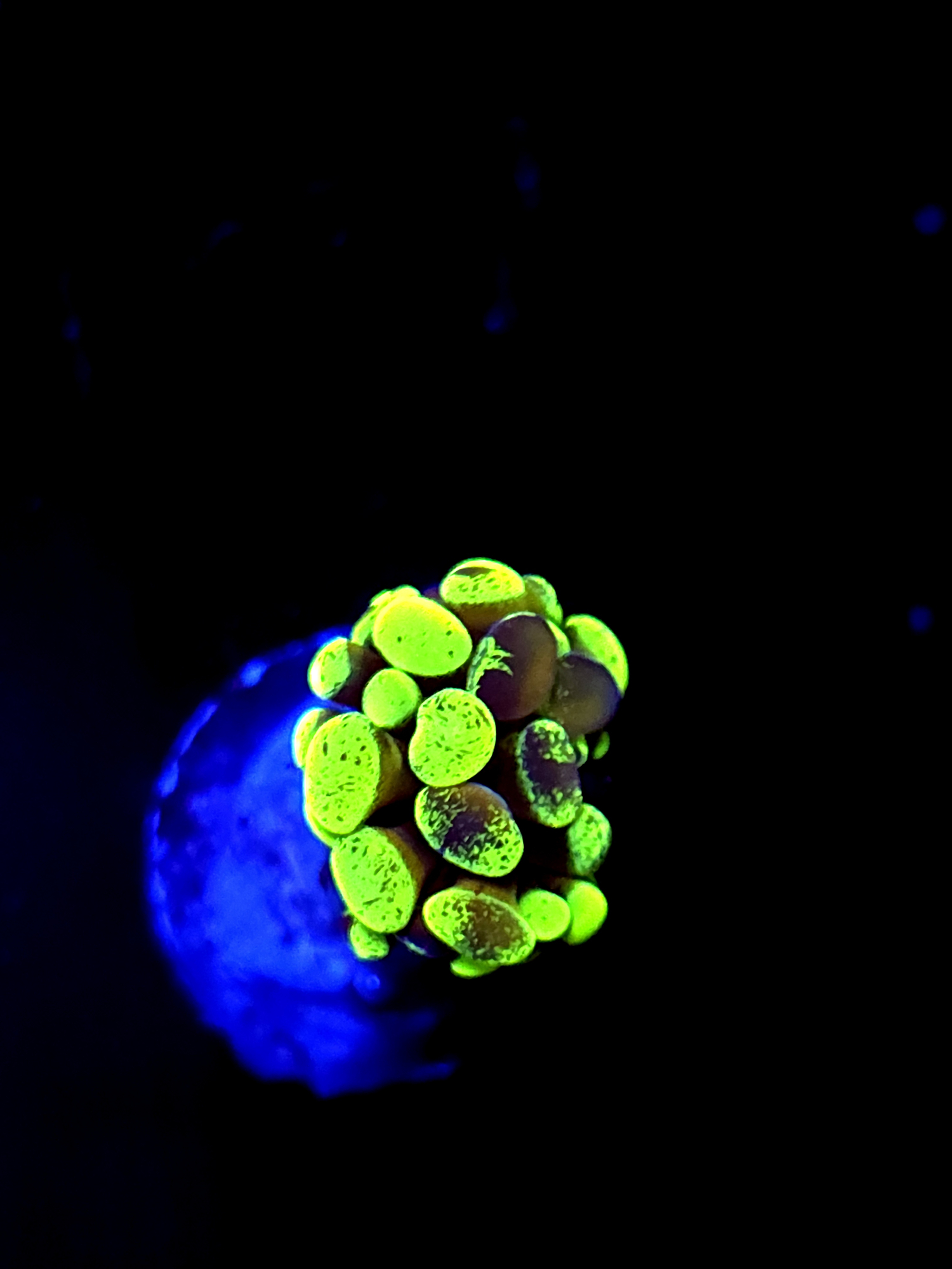 SBB " Green Marble" Hammer