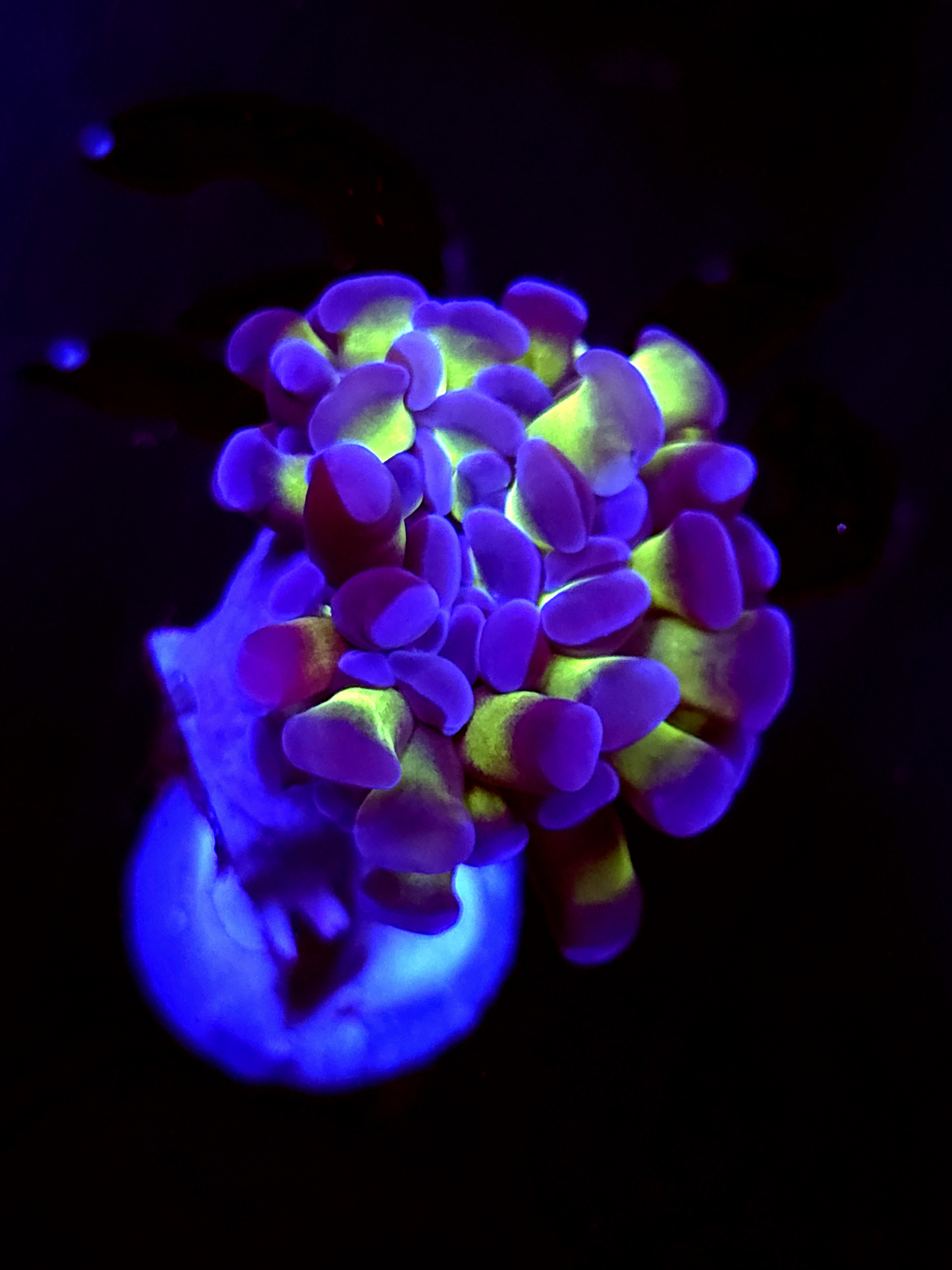 SBB " Blue Tip" Hammer