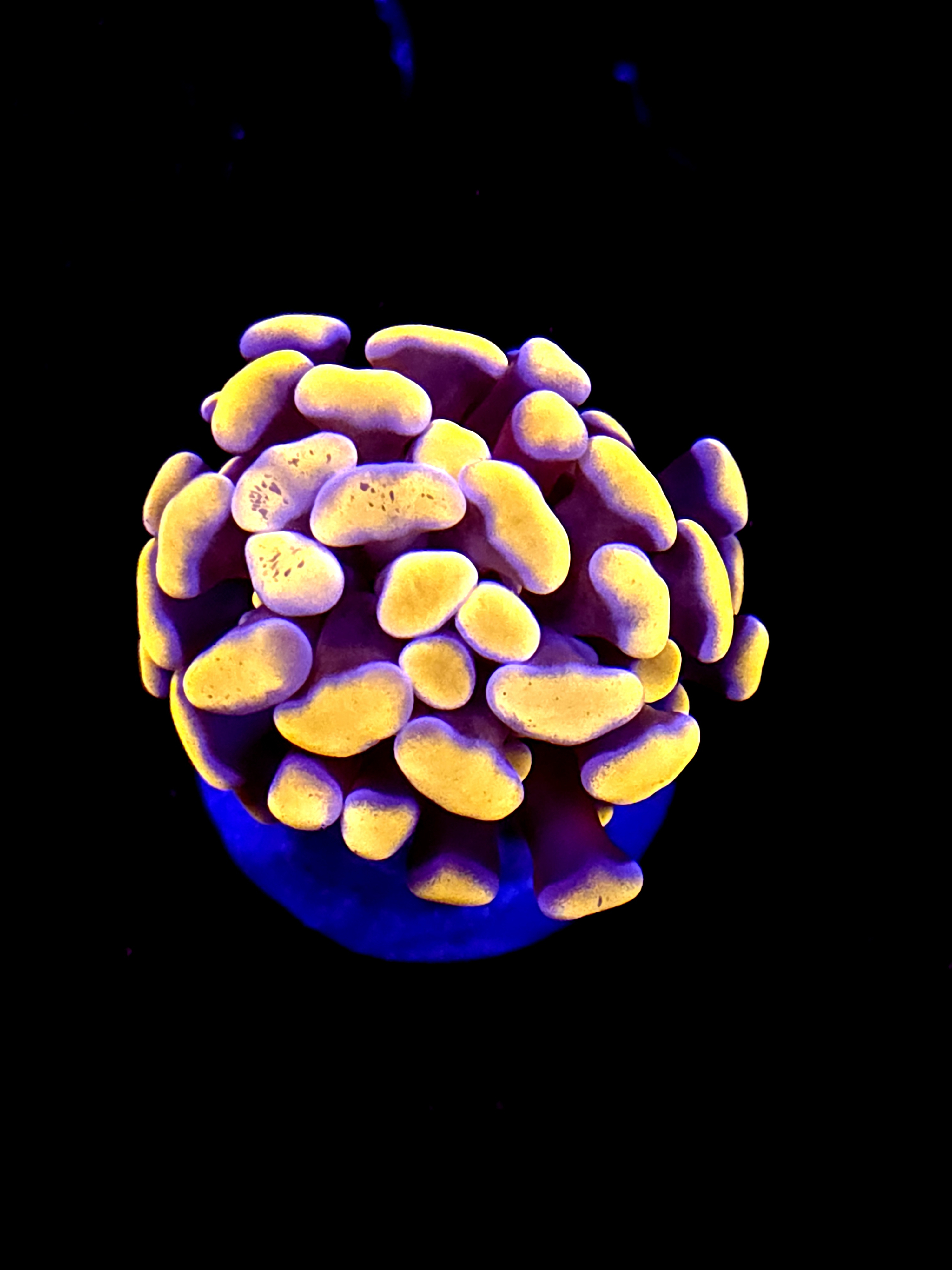 SBB Orange Indo Hammer