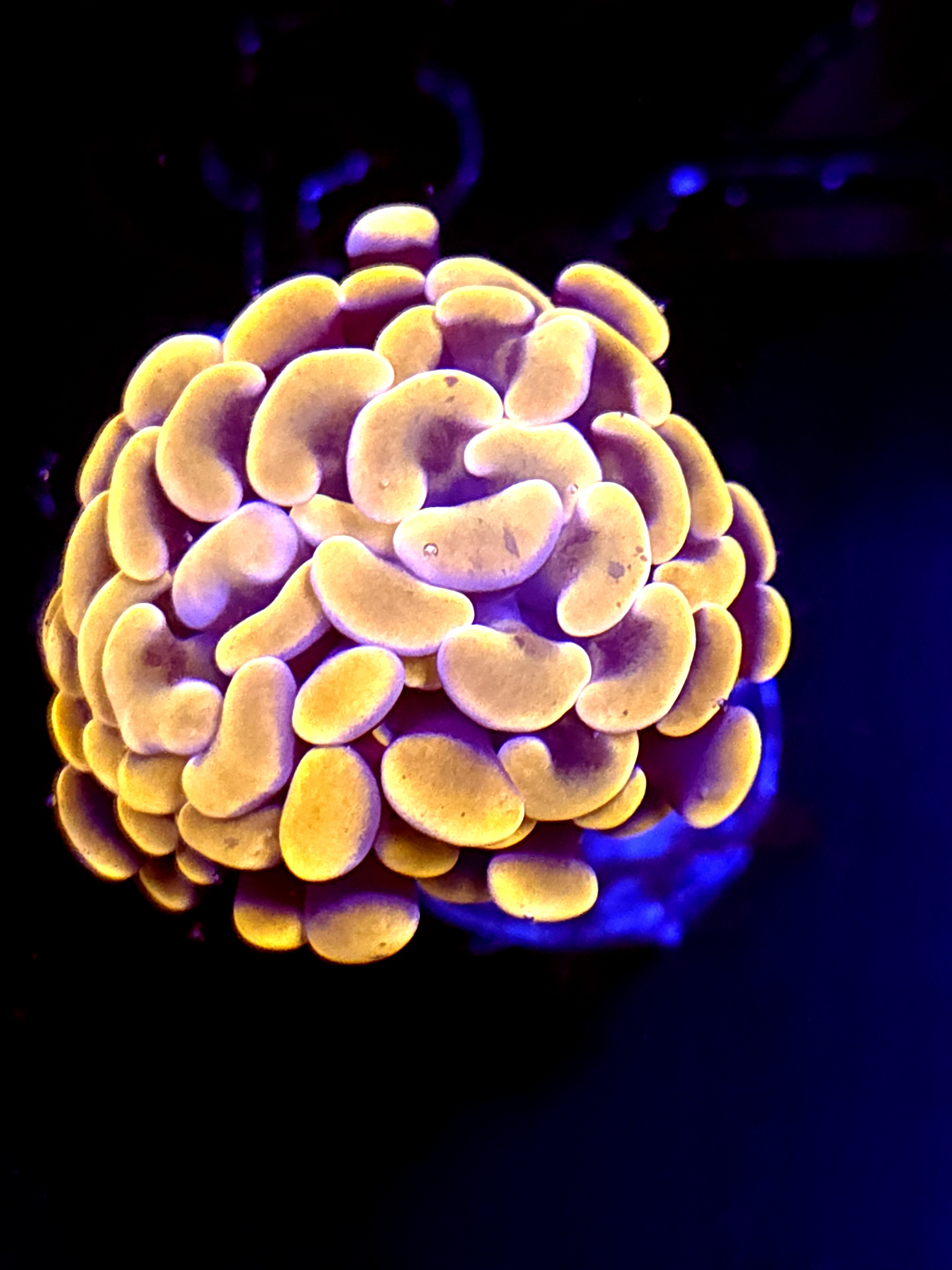 SBB Orange Indo Hammer